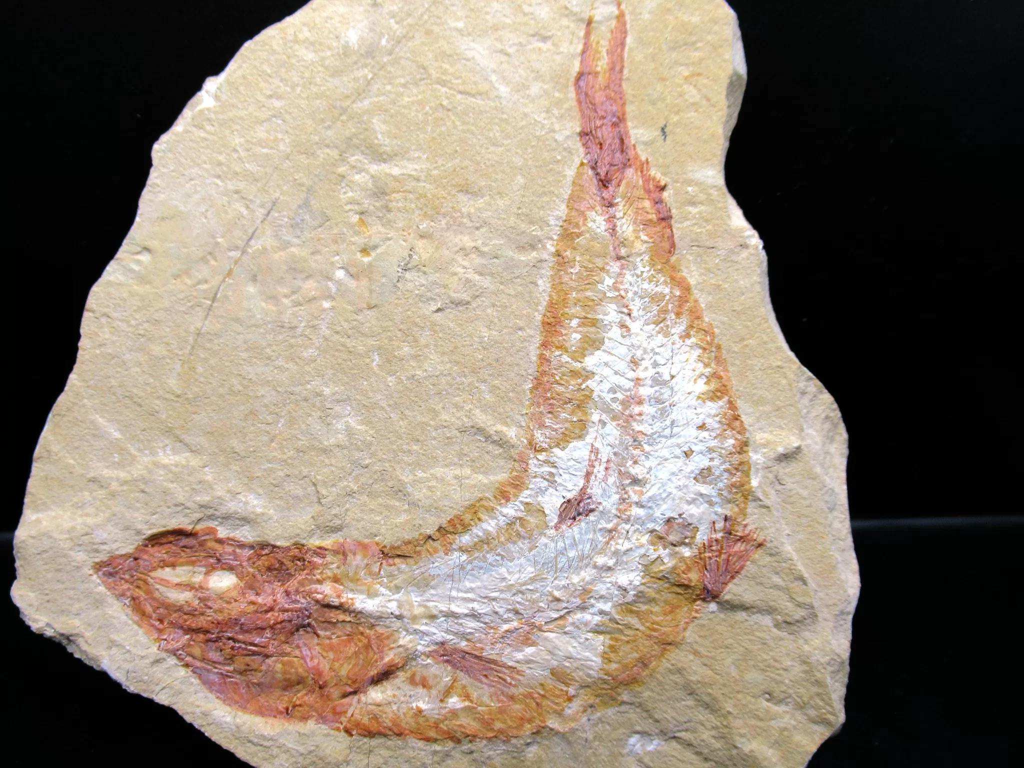 Cretaceous Lebanon Fish Fossil 54a | Fossils for Sale Genunie Cretaceous Age Lebanon Fish Fossil for Sale #54a