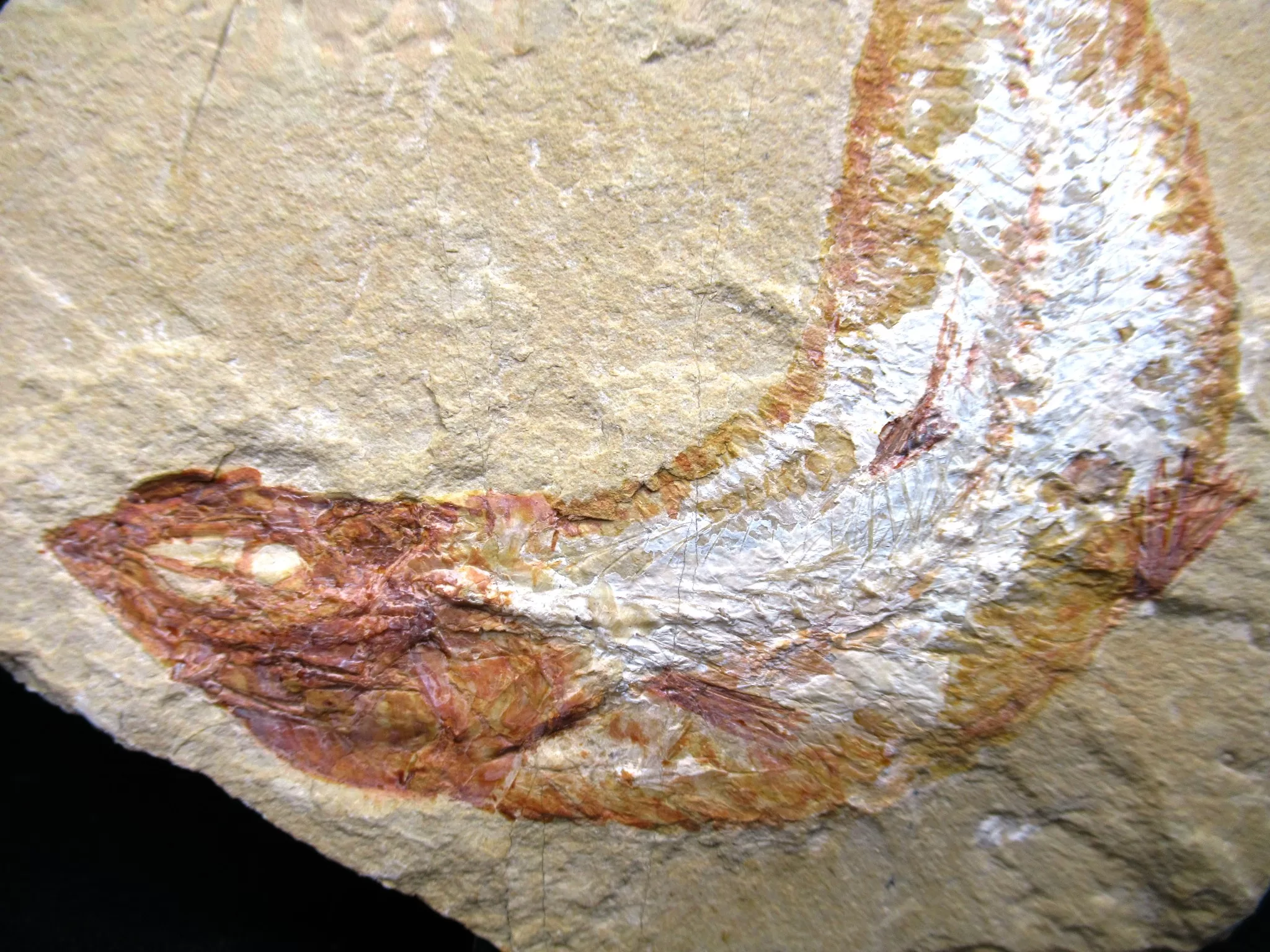 Cretaceous Lebanon Fish Fossil 54b | Fossils for Sale Genunie Cretaceous Age Lebanon Fish Fossil for Sale #54b