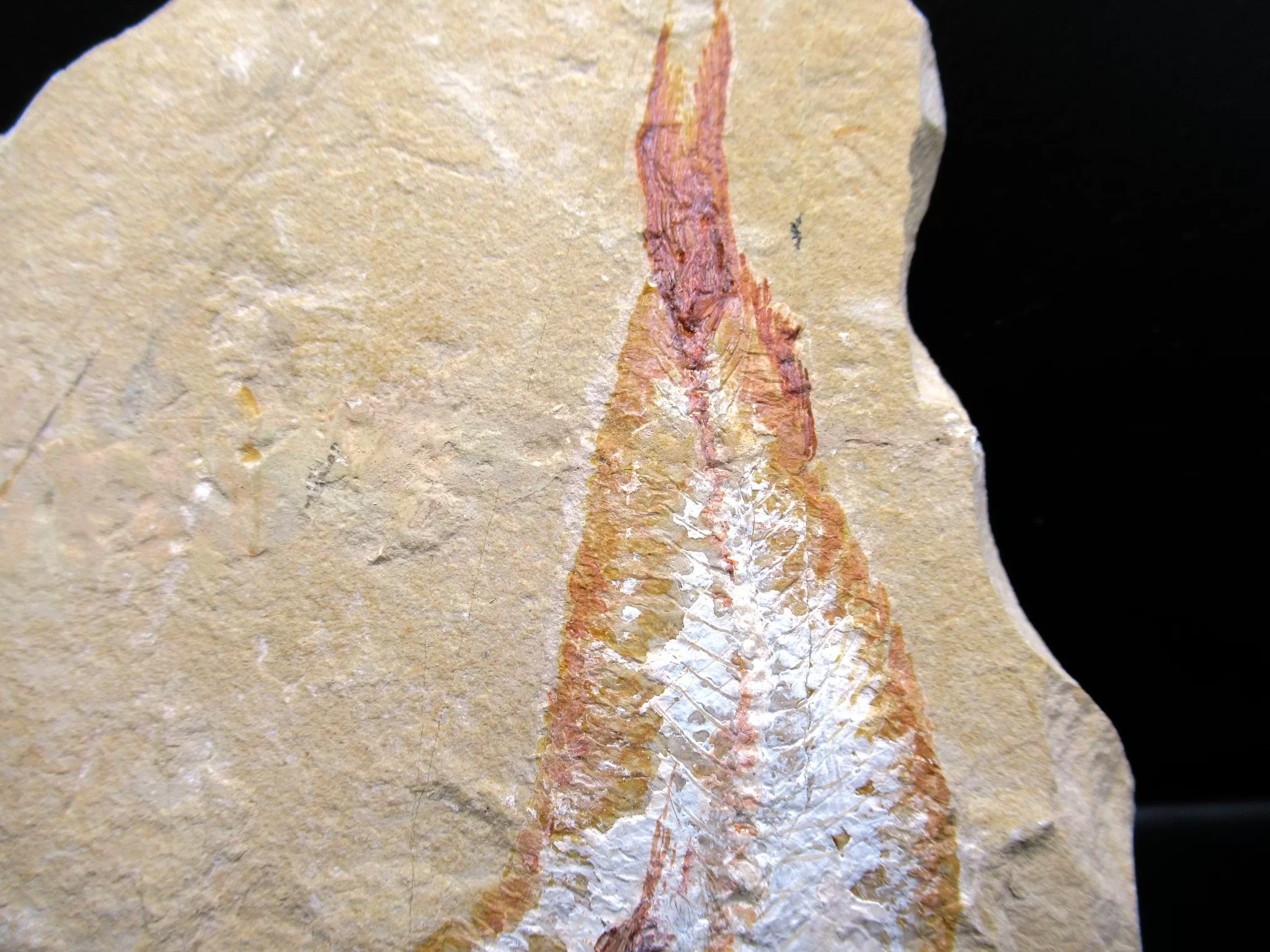 Cretaceous Lebanon Fish Fossil 54c | Fossils for Sale Genunie Cretaceous Age Lebanon Fish Fossil for Sale #54c