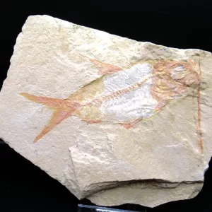 Genunie Cretaceous Age Lebanon Fish Fossil for Sale #56