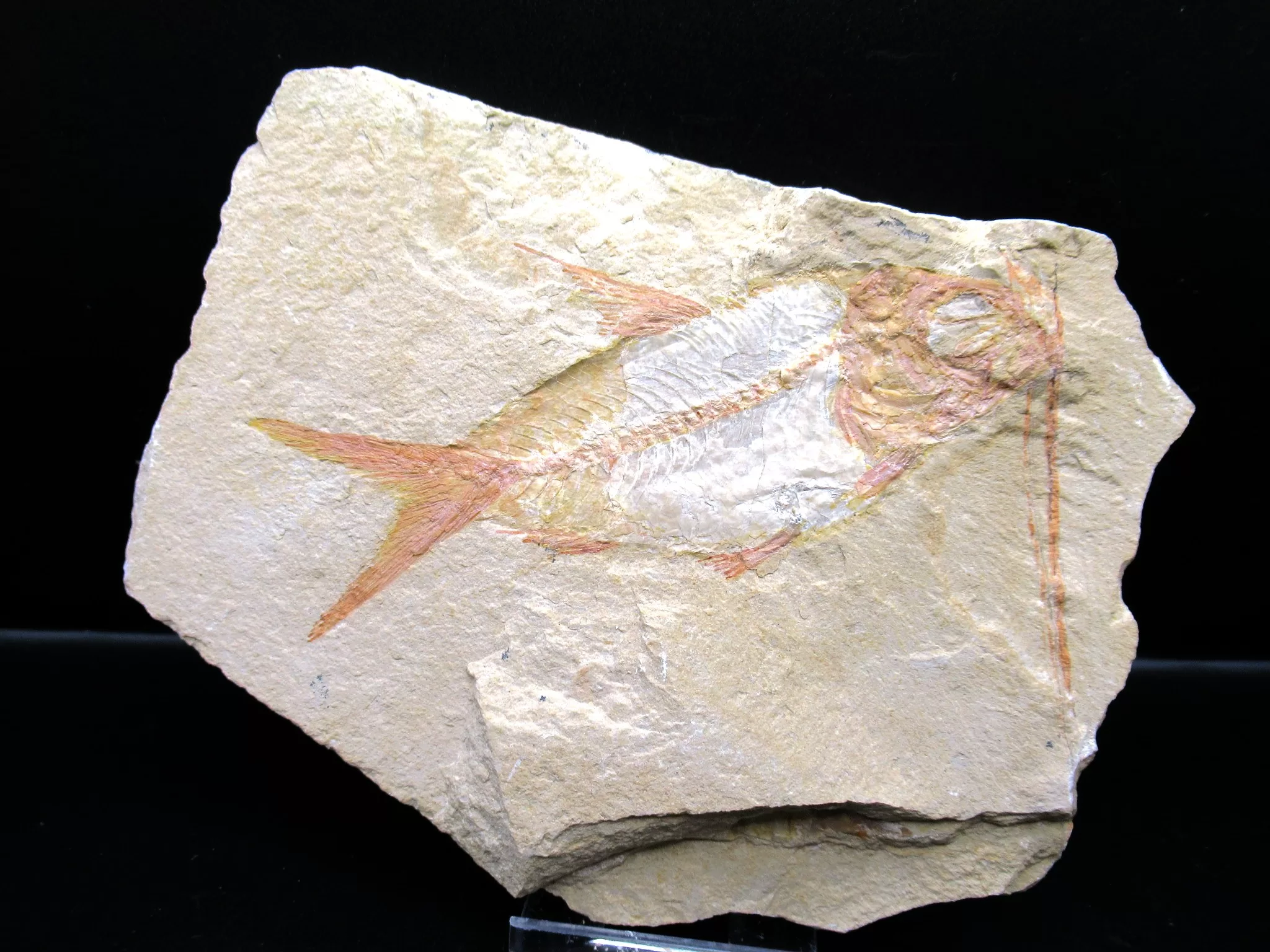 Cretaceous Lebanon Fish Fossil 56 | Fossils for Sale Genunie Cretaceous Age Lebanon Fish Fossil for Sale #56