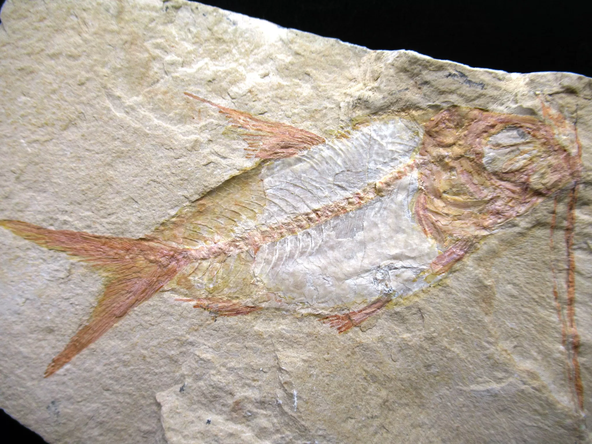 Cretaceous Lebanon Fish Fossil 56a | Fossils for Sale Genunie Cretaceous Age Lebanon Fish Fossil for Sale #56a