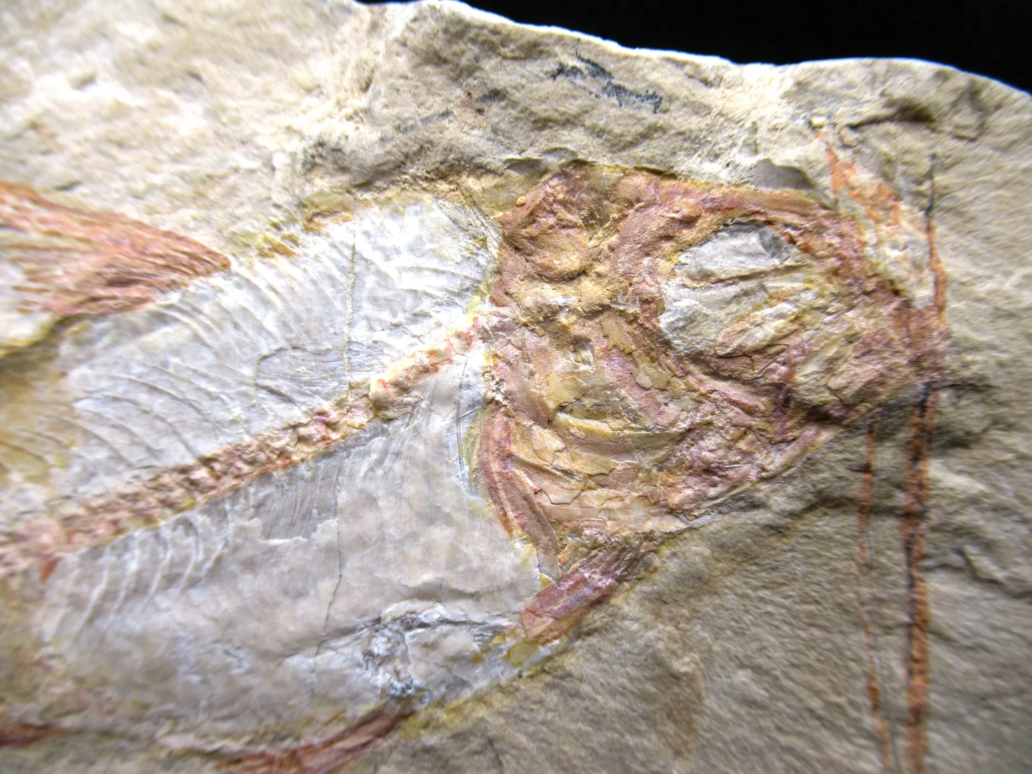 Cretaceous Lebanon Fish Fossil 56b | Fossils for Sale Genunie Cretaceous Age Lebanon Fish Fossil for Sale #56b