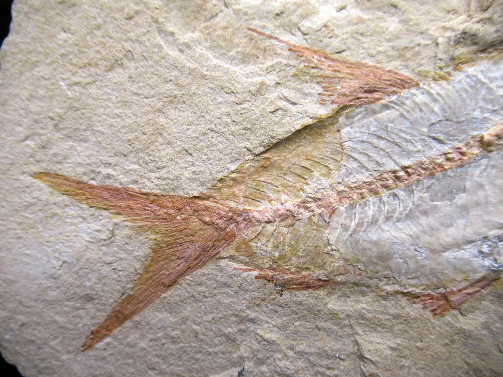 Cretaceous Lebanon Fish Fossil 56c | Fossils for Sale Genunie Cretaceous Age Lebanon Fish Fossil for Sale #56c