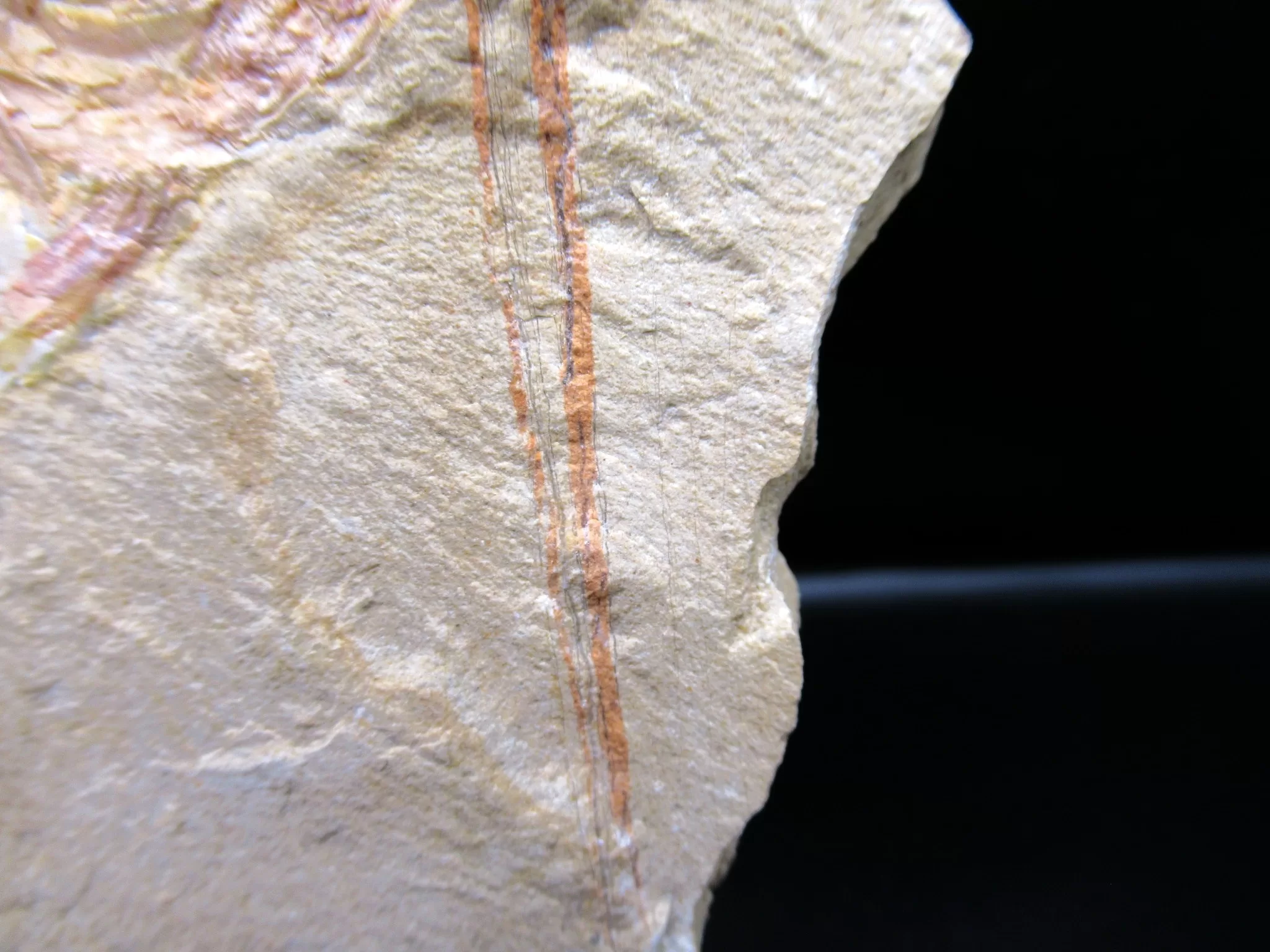 Cretaceous Lebanon Fish Fossil 56d | Fossils for Sale Genunie Cretaceous Age Lebanon Fish Fossil for Sale #56d