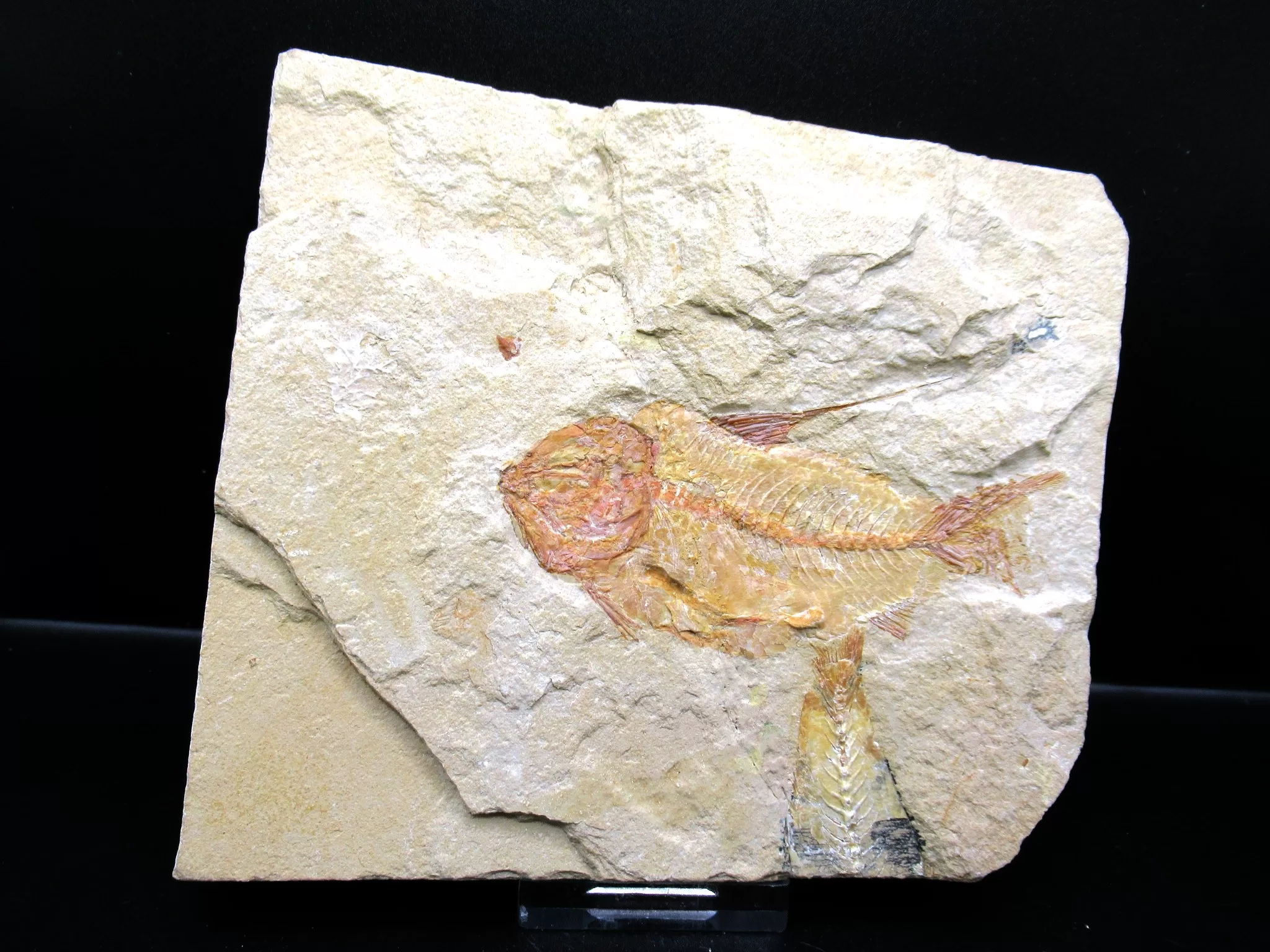 Cretaceous Lebanon Fish Fossil 58 | Fossils for Sale Genunie Cretaceous Age Lebanon Fish Fossil for Sale #58