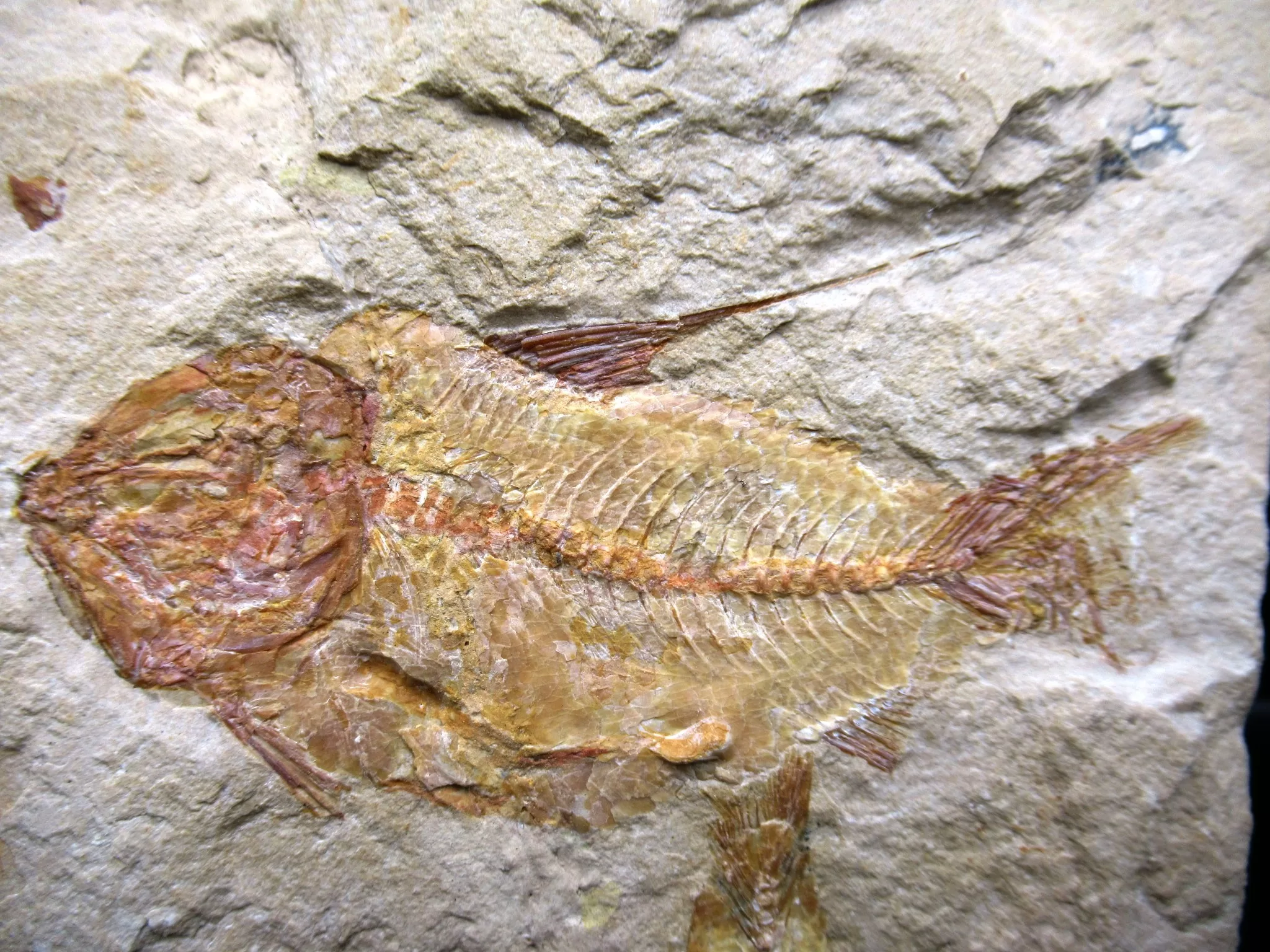 Cretaceous Lebanon Fish Fossil 58a | Fossils for Sale Genunie Cretaceous Age Lebanon Fish Fossil for Sale #58a