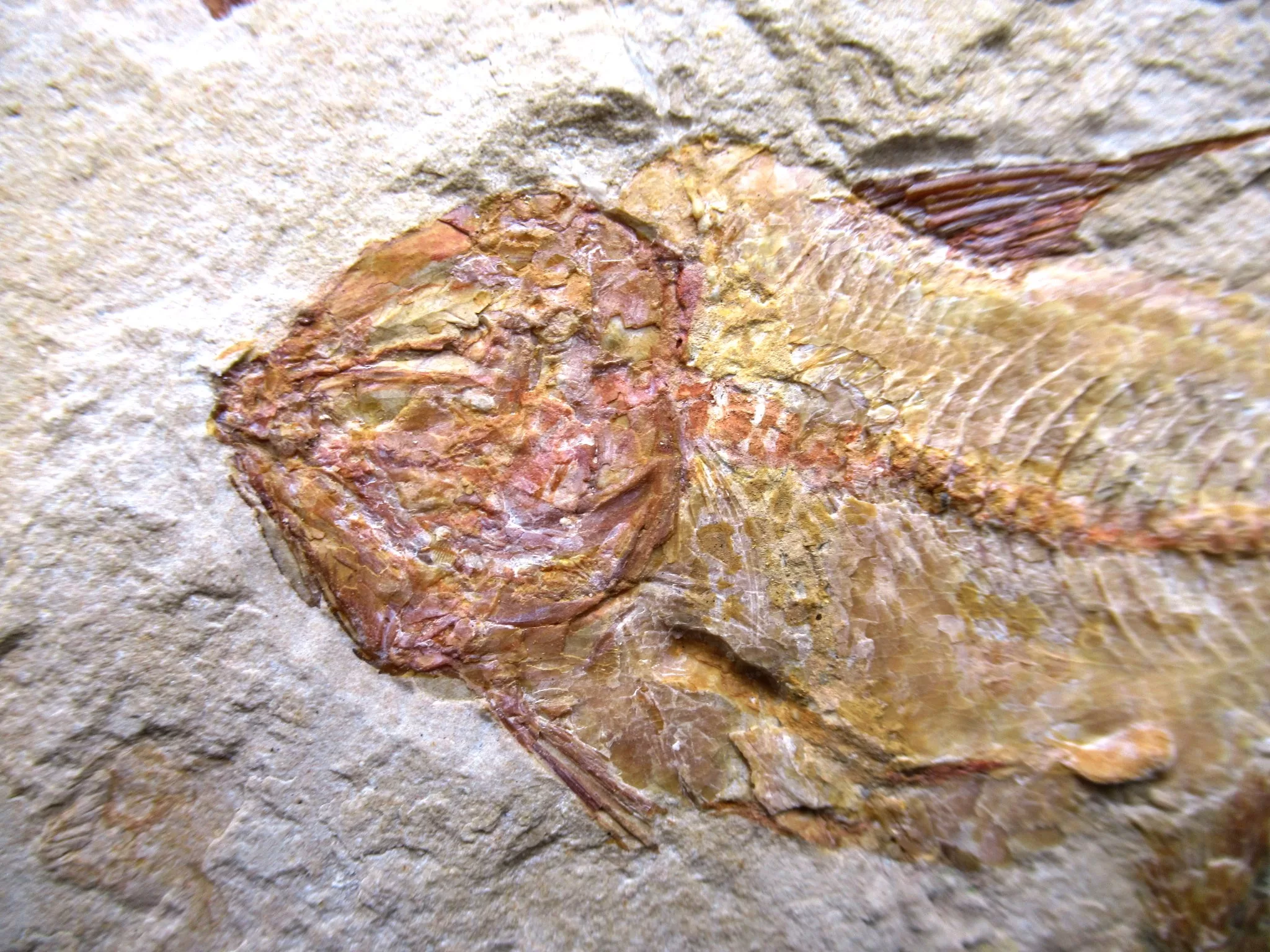 Cretaceous Lebanon Fish Fossil 58b | Fossils for Sale Genunie Cretaceous Age Lebanon Fish Fossil for Sale #58b