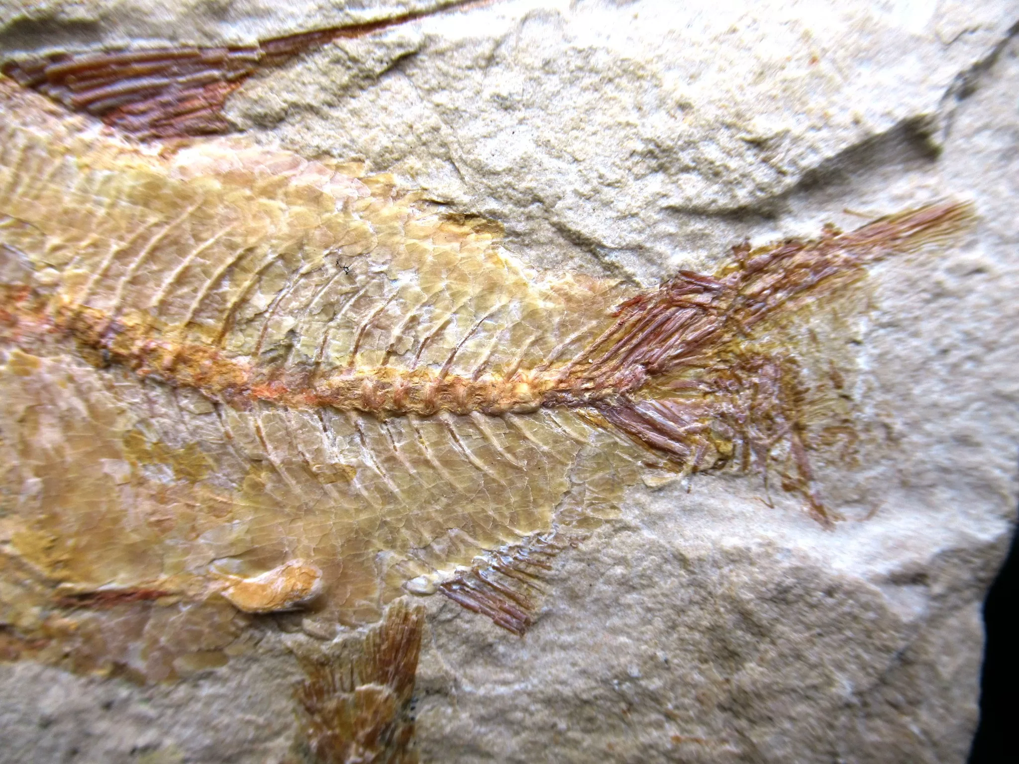 Cretaceous Lebanon Fish Fossil 58c | Fossils for Sale Genunie Cretaceous Age Lebanon Fish Fossil for Sale #58c