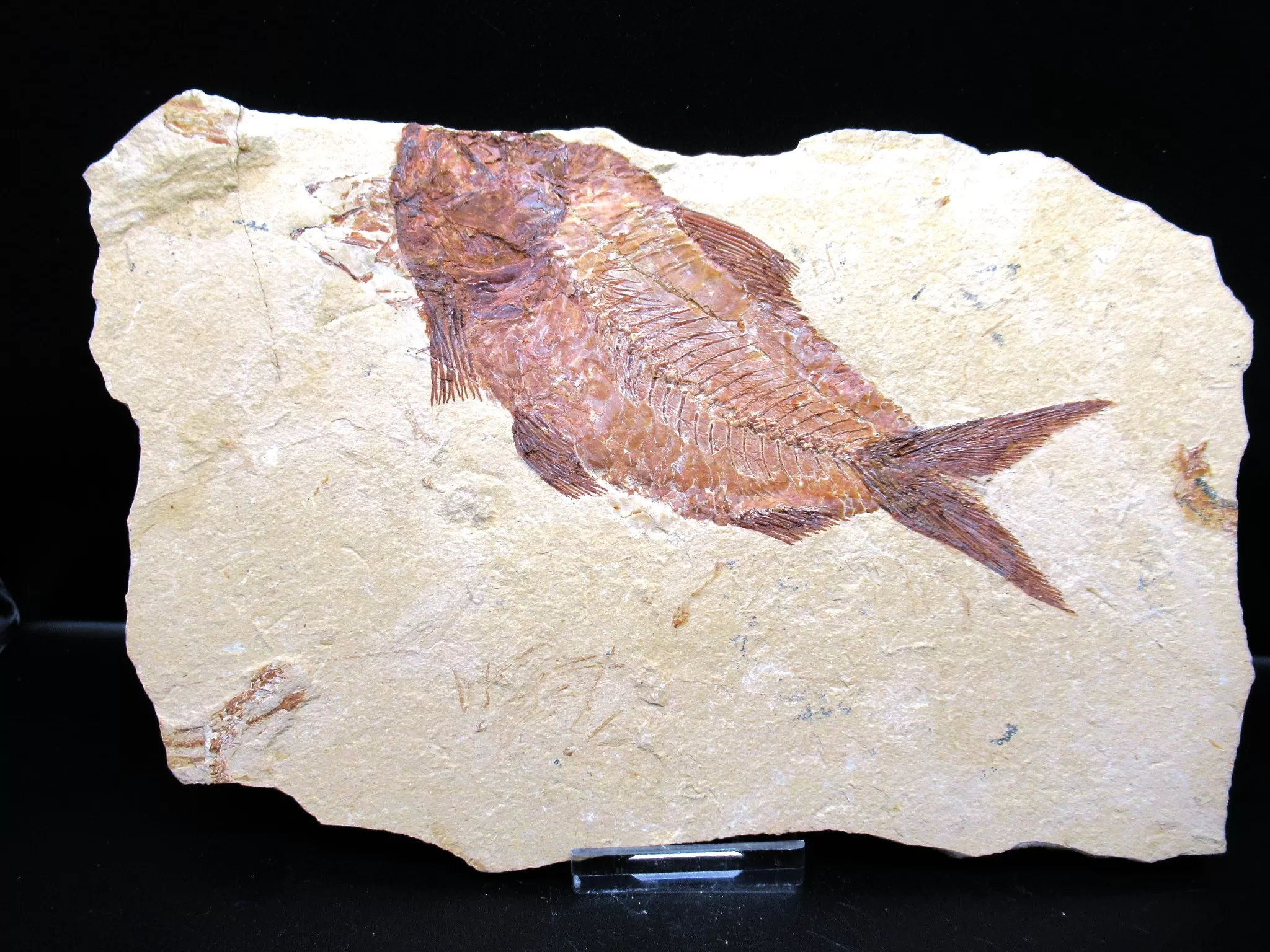 Cretaceous Lebanon Fish Fossil 62 | Fossils for Sale Genunie Cretaceous Age Lebanon Fish Fossil for Sale #62