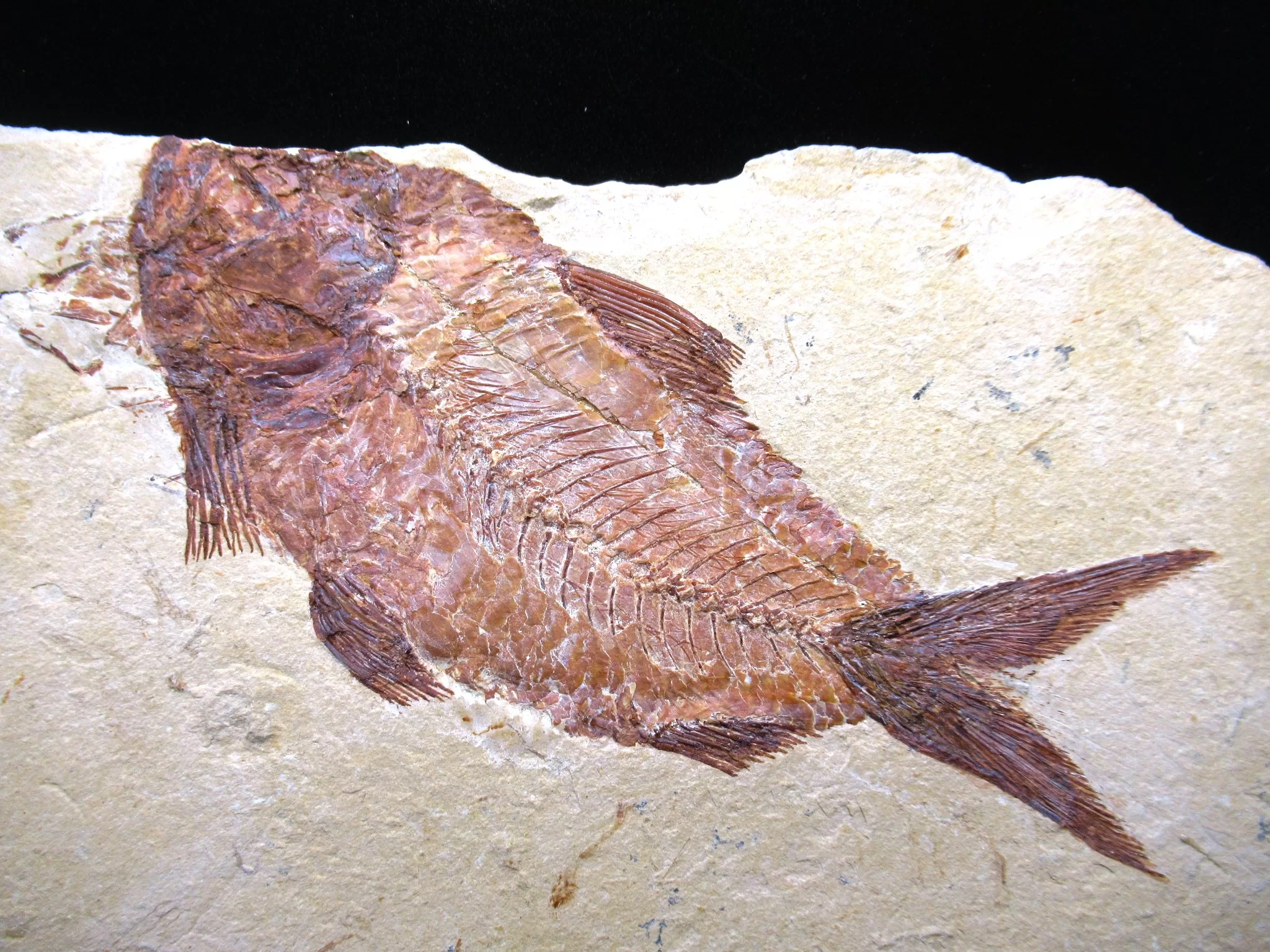 Cretaceous Lebanon Fish Fossil 62a | Fossils for Sale Genunie Cretaceous Age Lebanon Fish Fossil for Sale #62a