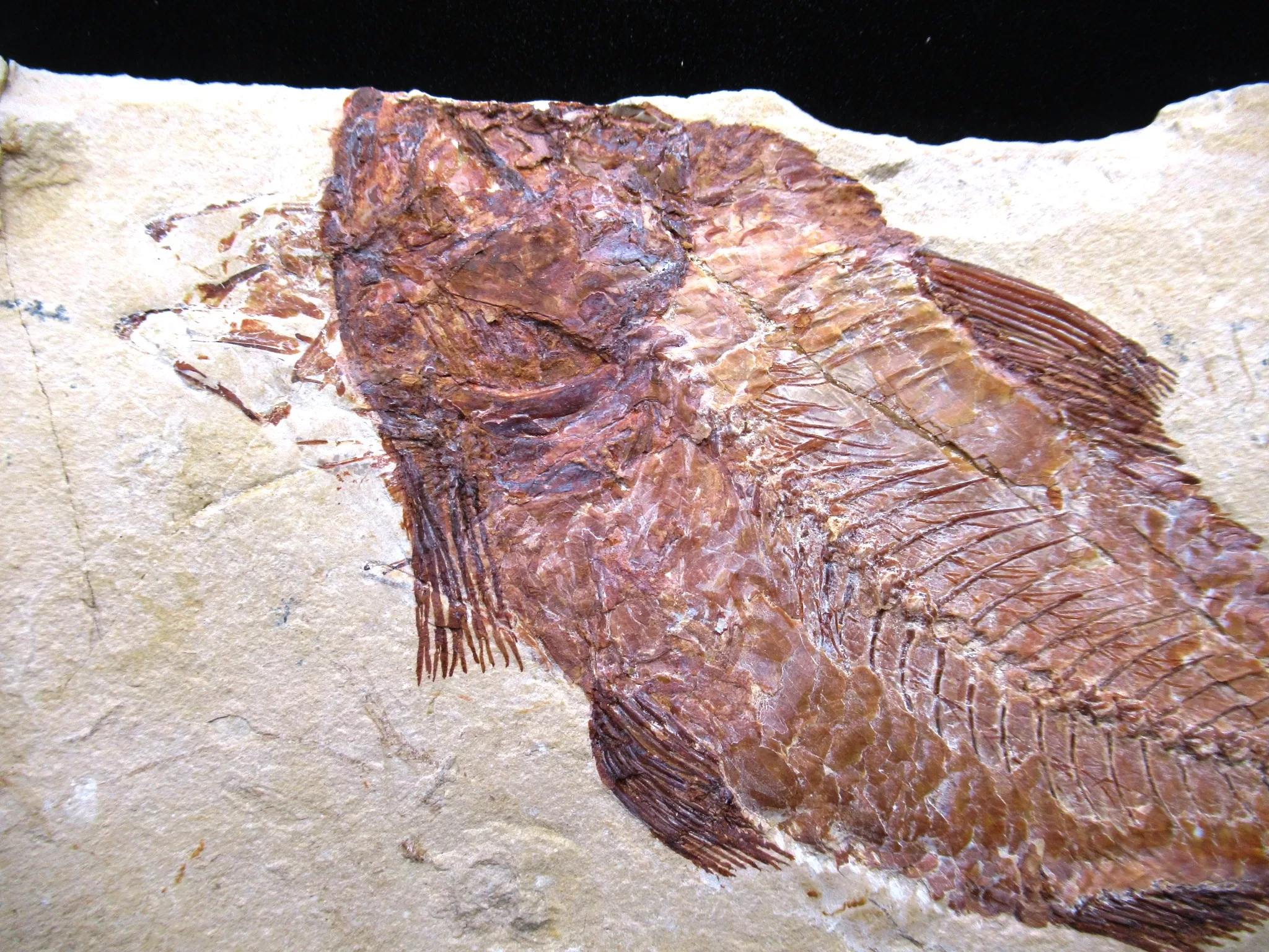 Cretaceous Lebanon Fish Fossil 62b | Fossils for Sale Genunie Cretaceous Age Lebanon Fish Fossil for Sale #62b