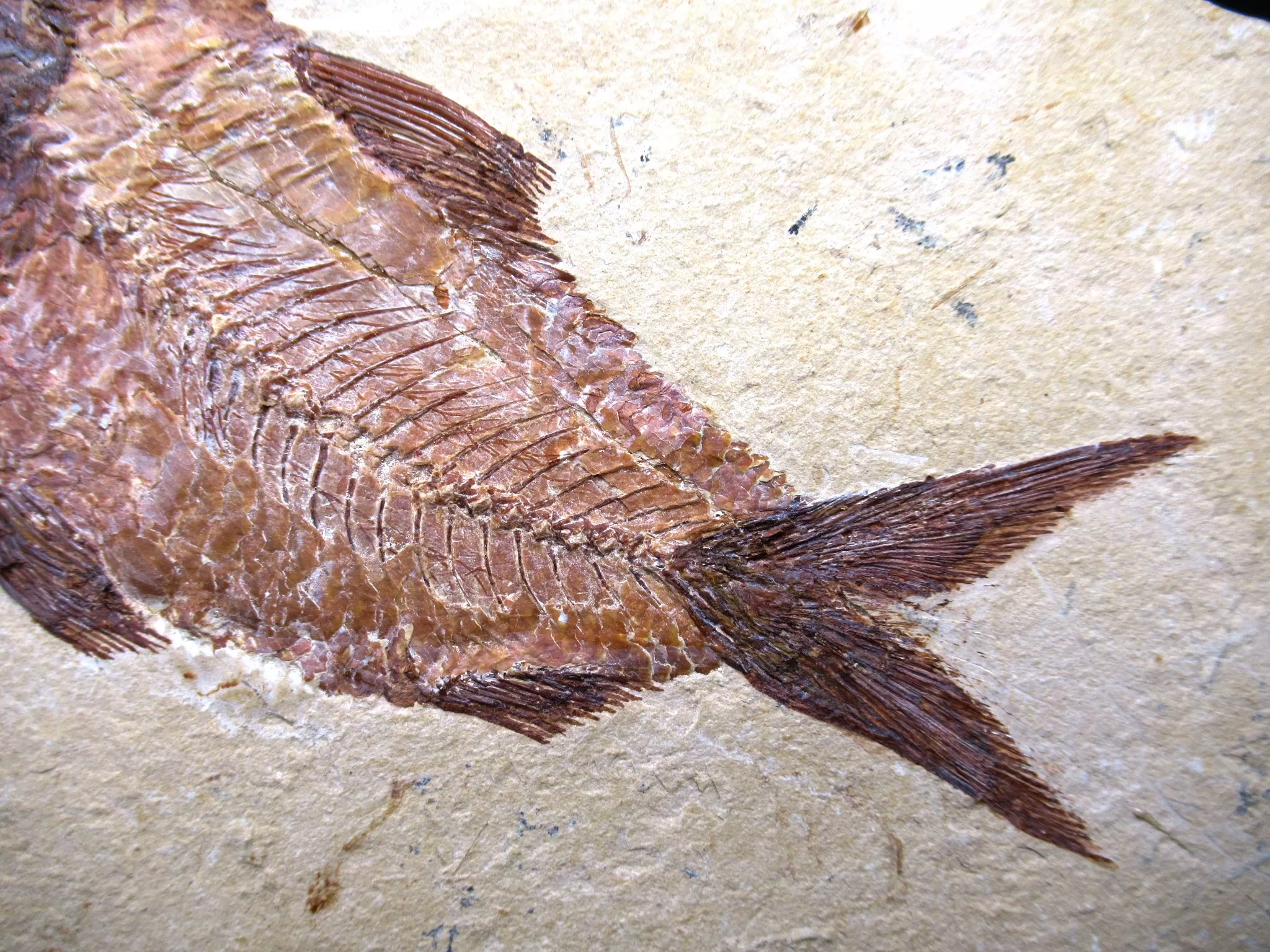 Cretaceous Lebanon Fish Fossil 62c | Fossils for Sale Genunie Cretaceous Age Lebanon Fish Fossil for Sale #62c
