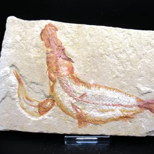 Genunie Cretaceous Age Lebanon Fish Fossil for Sale #67