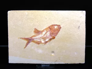 Genunie Cretaceous Age Lebanon Fish Fossil for Sale #68