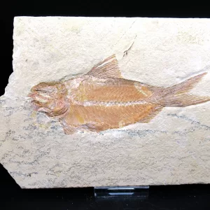 Genunie Cretaceous Age Lebanon Fish Fossil for Sale #70