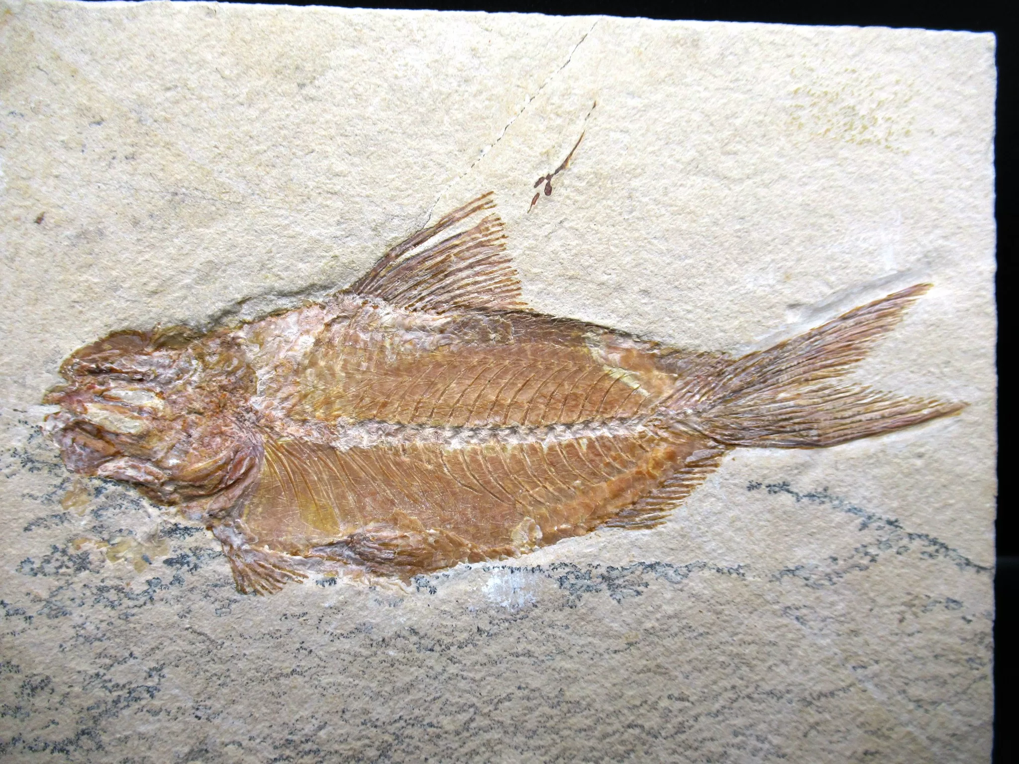 Cretaceous Lebanon Fish Fossil 70a | Fossils for Sale Genunie Cretaceous Age Lebanon Fish Fossil for Sale #70a
