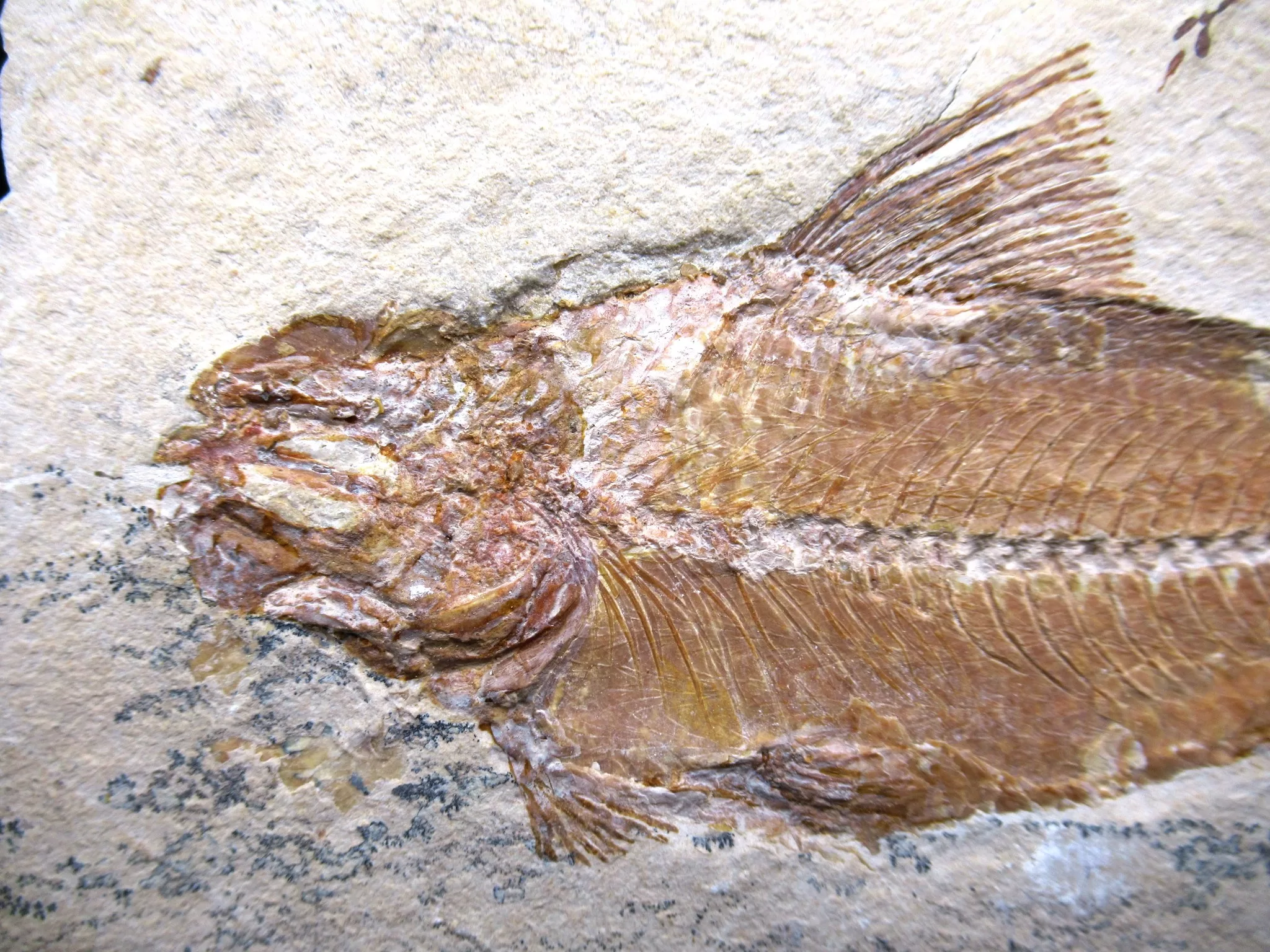 Cretaceous Lebanon Fish Fossil 70b | Fossils for Sale Genunie Cretaceous Age Lebanon Fish Fossil for Sale #70b
