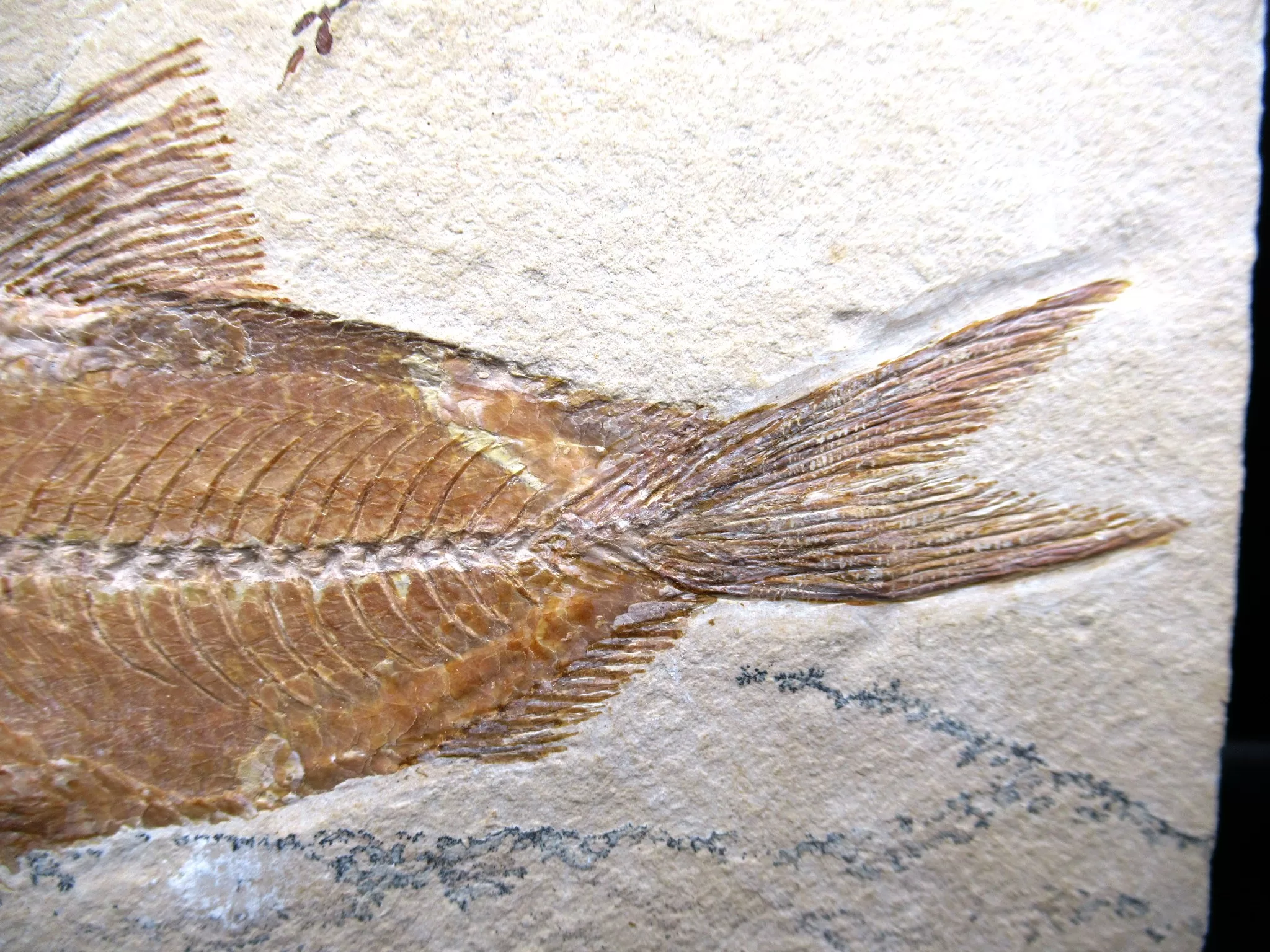 Cretaceous Lebanon Fish Fossil 70c | Fossils for Sale Genunie Cretaceous Age Lebanon Fish Fossil for Sale #70c