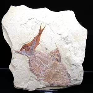 Genunie Cretaceous Age Lebanon Fish Fossil for Sale #73