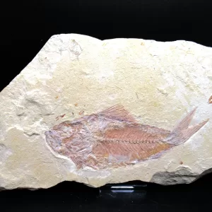 Genunie Cretaceous Age Lebanon Fish Fossil for Sale #74