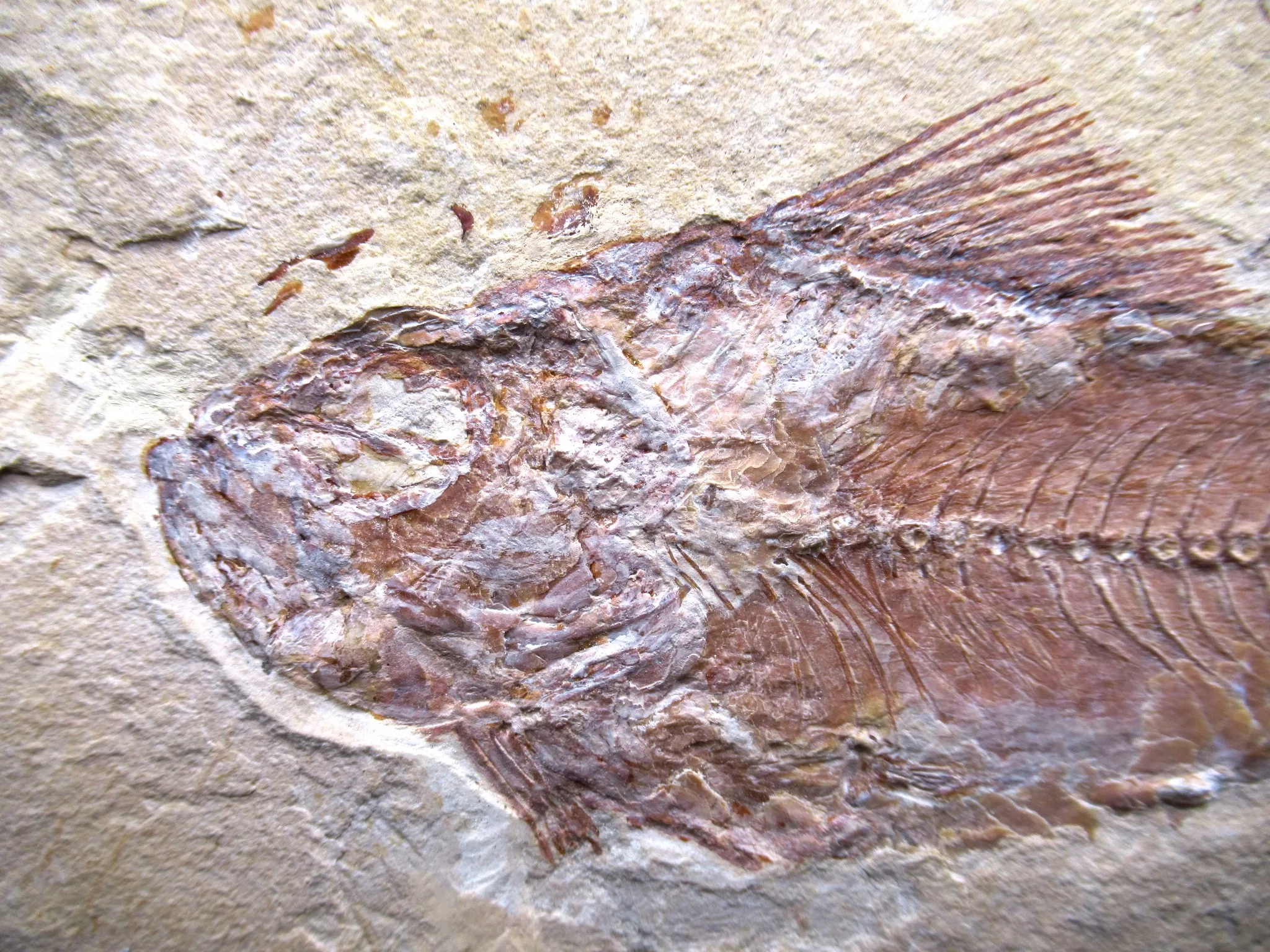 Cretaceous Lebanon Fish Fossil 74b | Fossils for Sale Genunie Cretaceous Age Lebanon Fish Fossil for Sale #74b