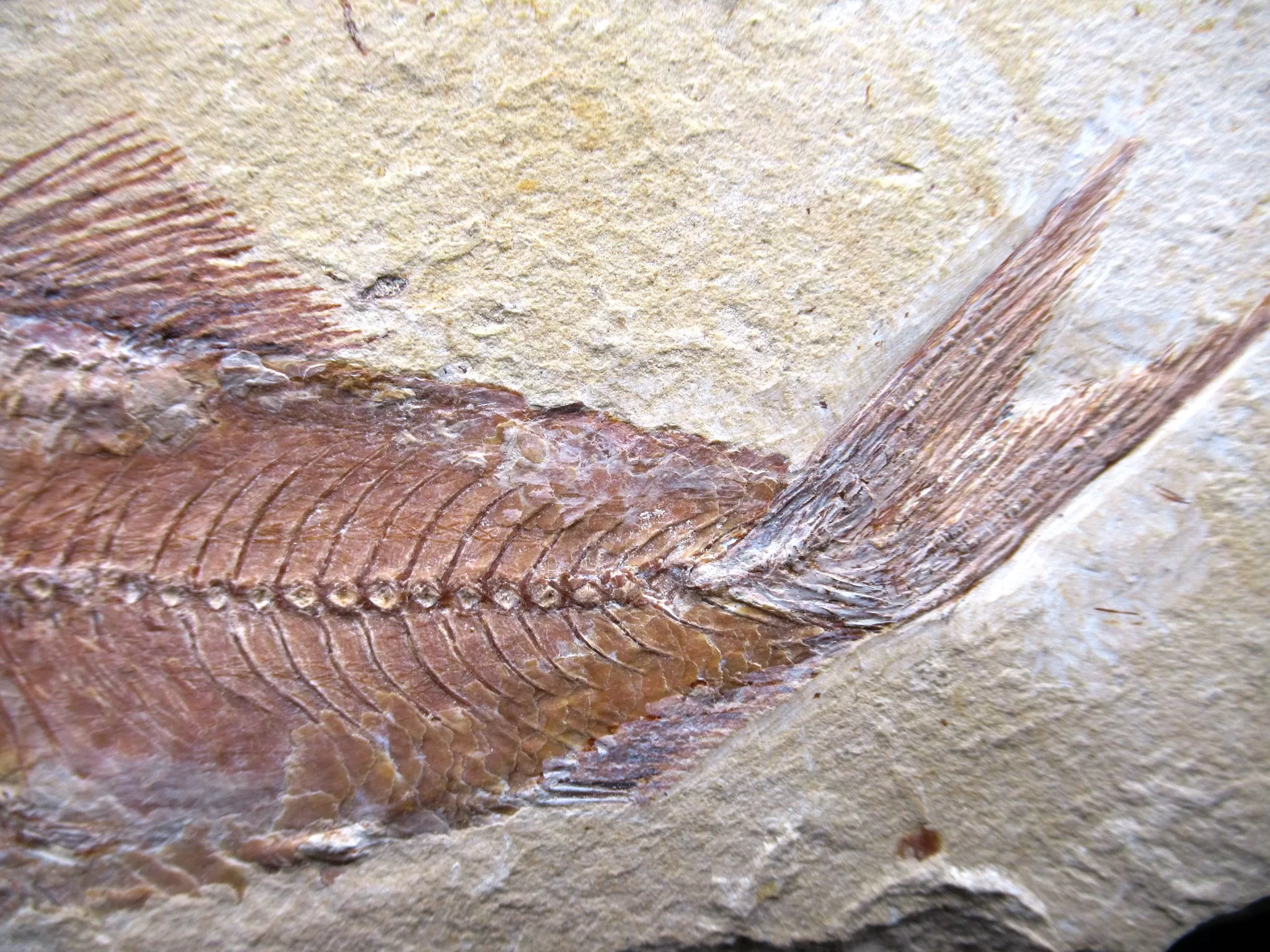 Cretaceous Lebanon Fish Fossil 74c | Fossils for Sale Genunie Cretaceous Age Lebanon Fish Fossil for Sale #74c