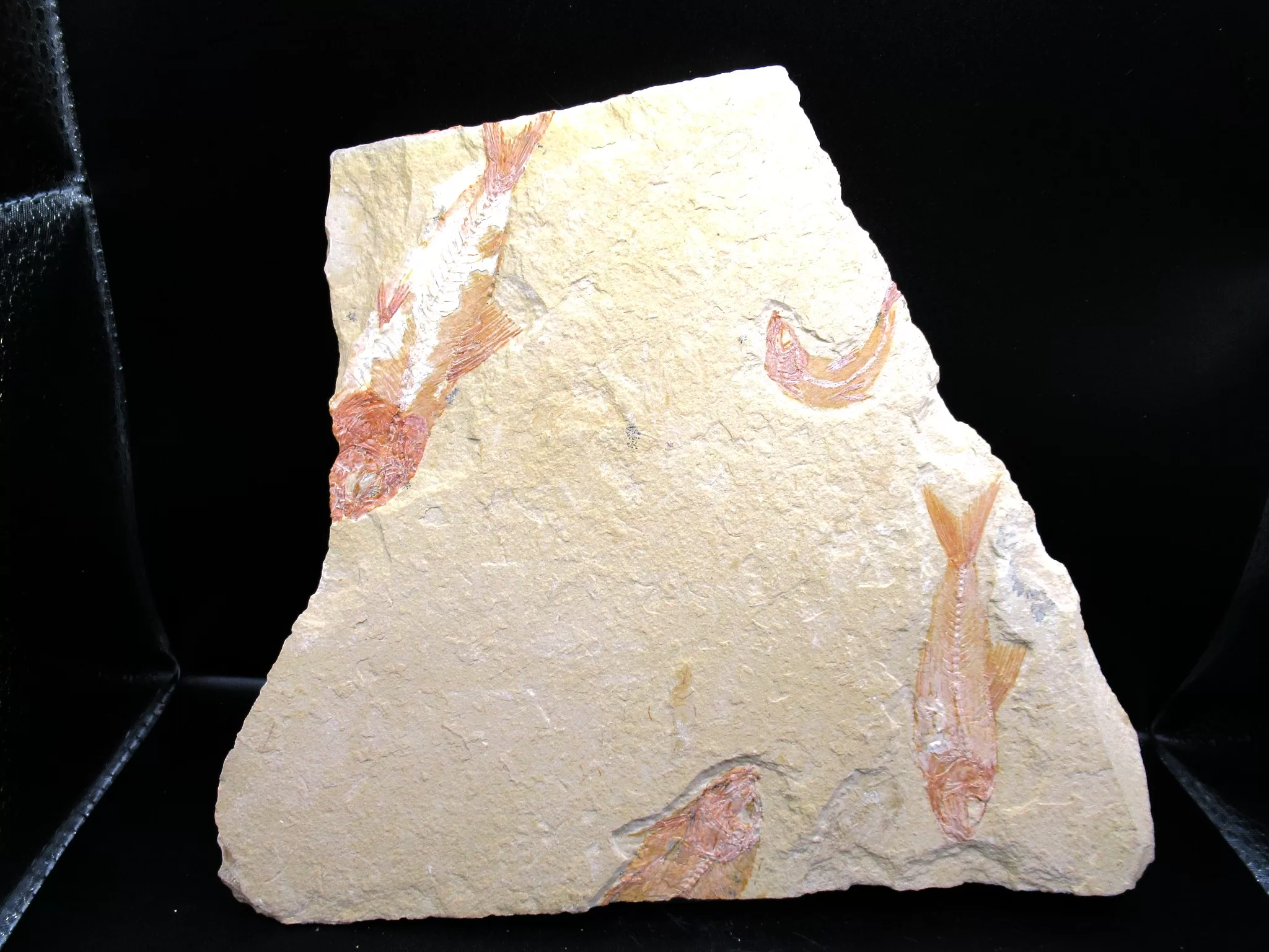 Cretaceous Lebanon Fish Fossil 76 | Fossils for Sale Genunie Cretaceous Age Lebanon Fish Fossil for Sale #76