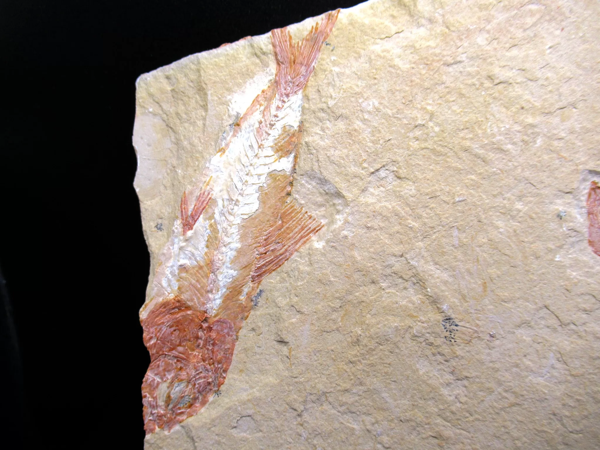 Cretaceous Lebanon Fish Fossil 76a | Fossils for Sale Genunie Cretaceous Age Lebanon Fish Fossil for Sale #76a