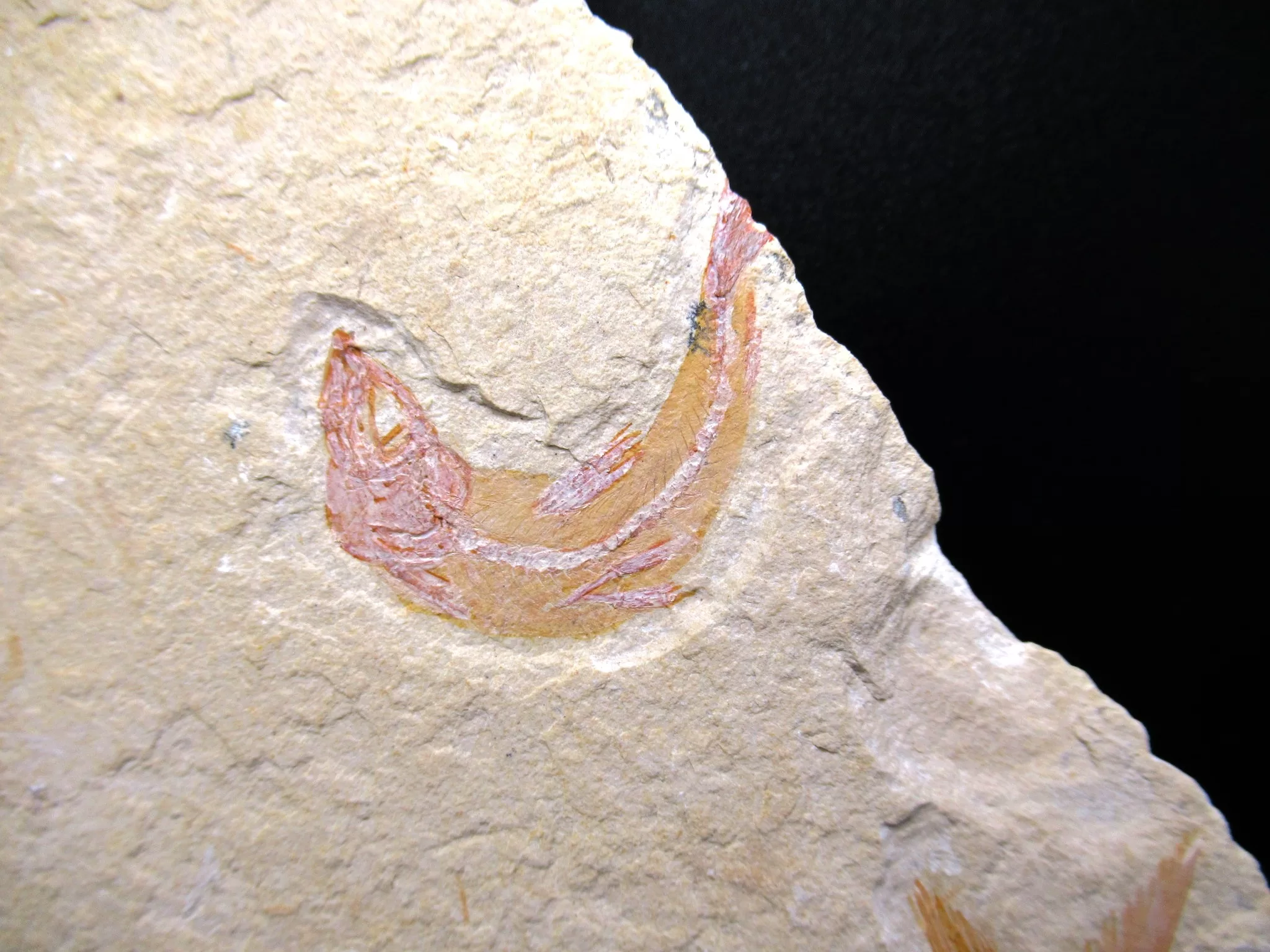 Cretaceous Lebanon Fish Fossil 76b | Fossils for Sale Genunie Cretaceous Age Lebanon Fish Fossil for Sale #76b