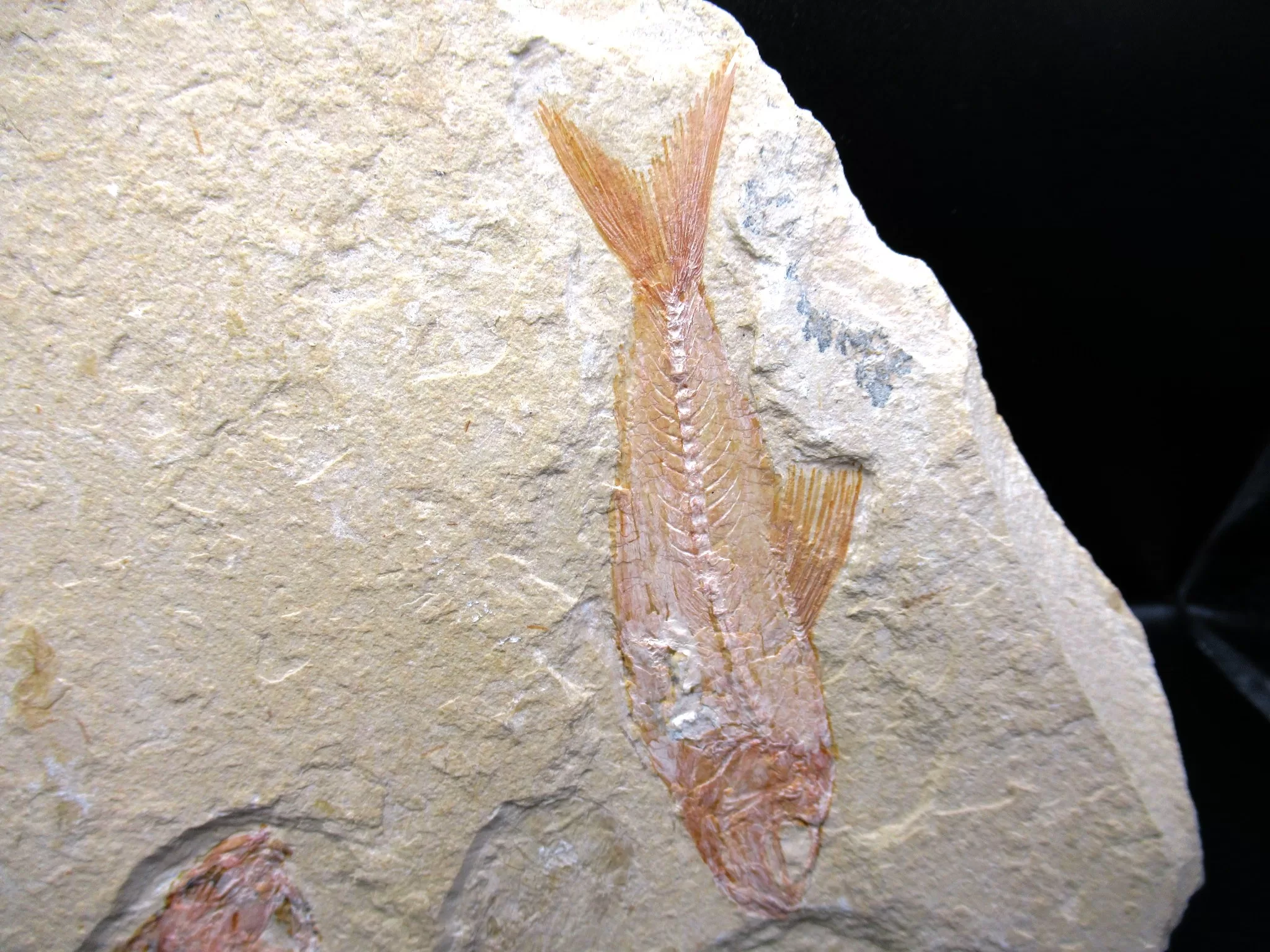 Cretaceous Lebanon Fish Fossil 76c | Fossils for Sale Genunie Cretaceous Age Lebanon Fish Fossil for Sale #76c