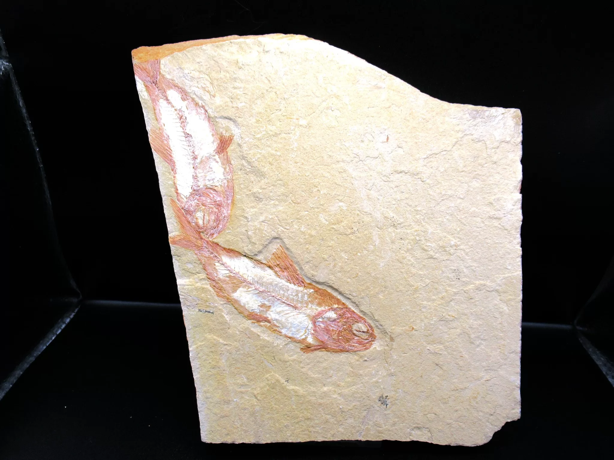 Cretaceous Lebanon Fish Fossil 77 | Fossils for Sale Genunie Cretaceous Age Lebanon Fish Fossil for Sale #77