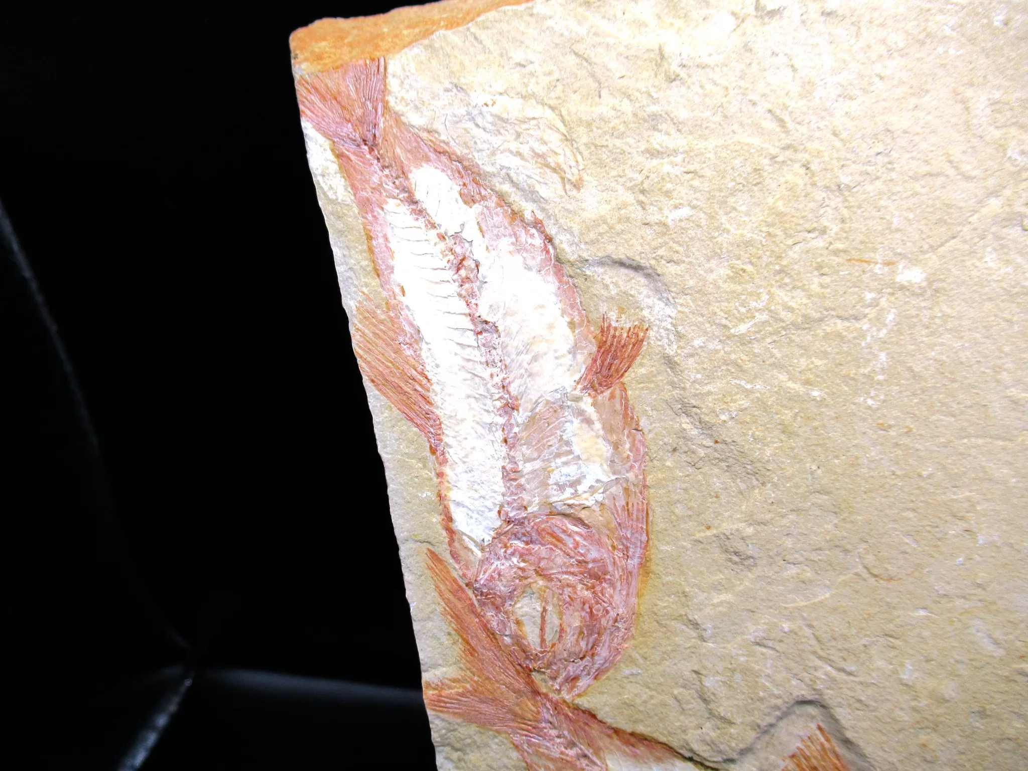 Cretaceous Lebanon Fish Fossil 77a | Fossils for Sale Genunie Cretaceous Age Lebanon Fish Fossil for Sale #77a