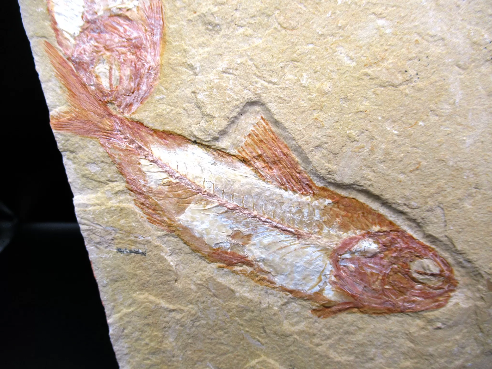 Cretaceous Lebanon Fish Fossil 77b | Fossils for Sale Genunie Cretaceous Age Lebanon Fish Fossil for Sale #77b