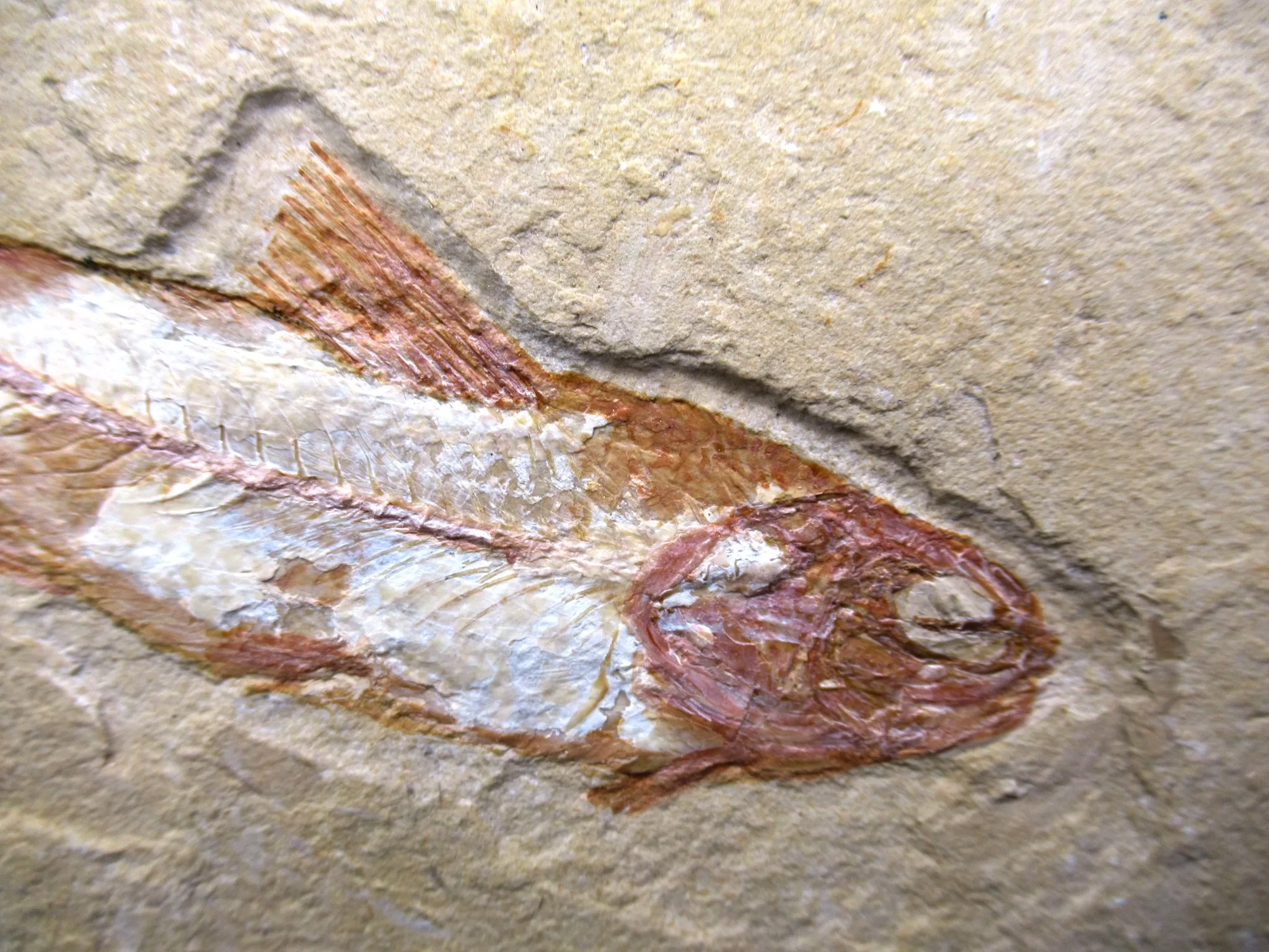 Cretaceous Lebanon Fish Fossil 77c | Fossils for Sale Genunie Cretaceous Age Lebanon Fish Fossil for Sale #77c