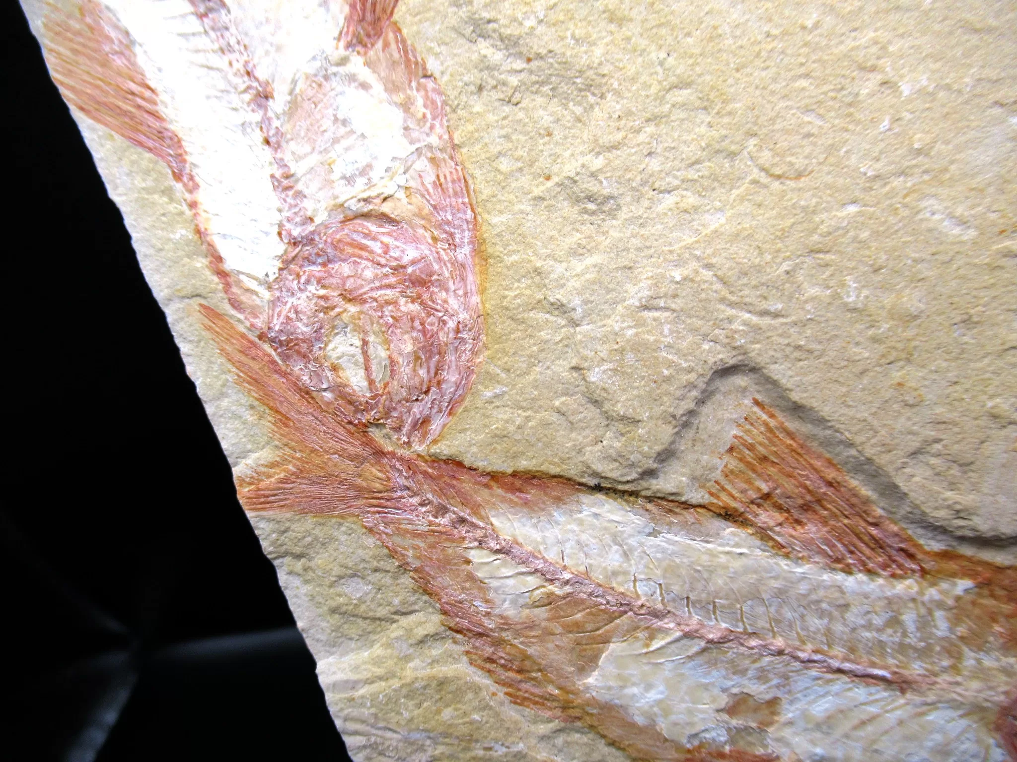 Cretaceous Lebanon Fish Fossil 77d | Fossils for Sale Genunie Cretaceous Age Lebanon Fish Fossil for Sale #77d