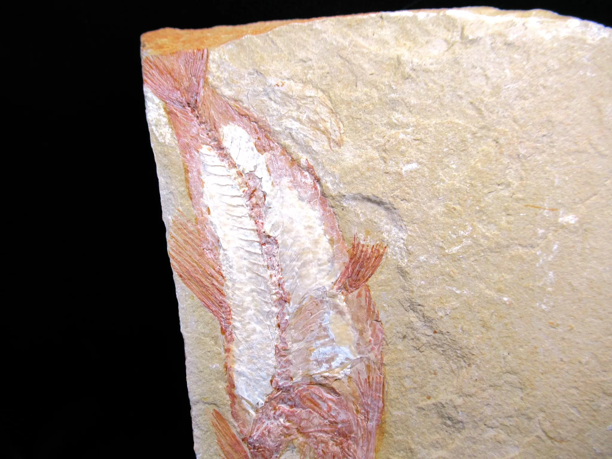 Cretaceous Lebanon Fish Fossil 77e | Fossils for Sale Genunie Cretaceous Age Lebanon Fish Fossil for Sale #77e