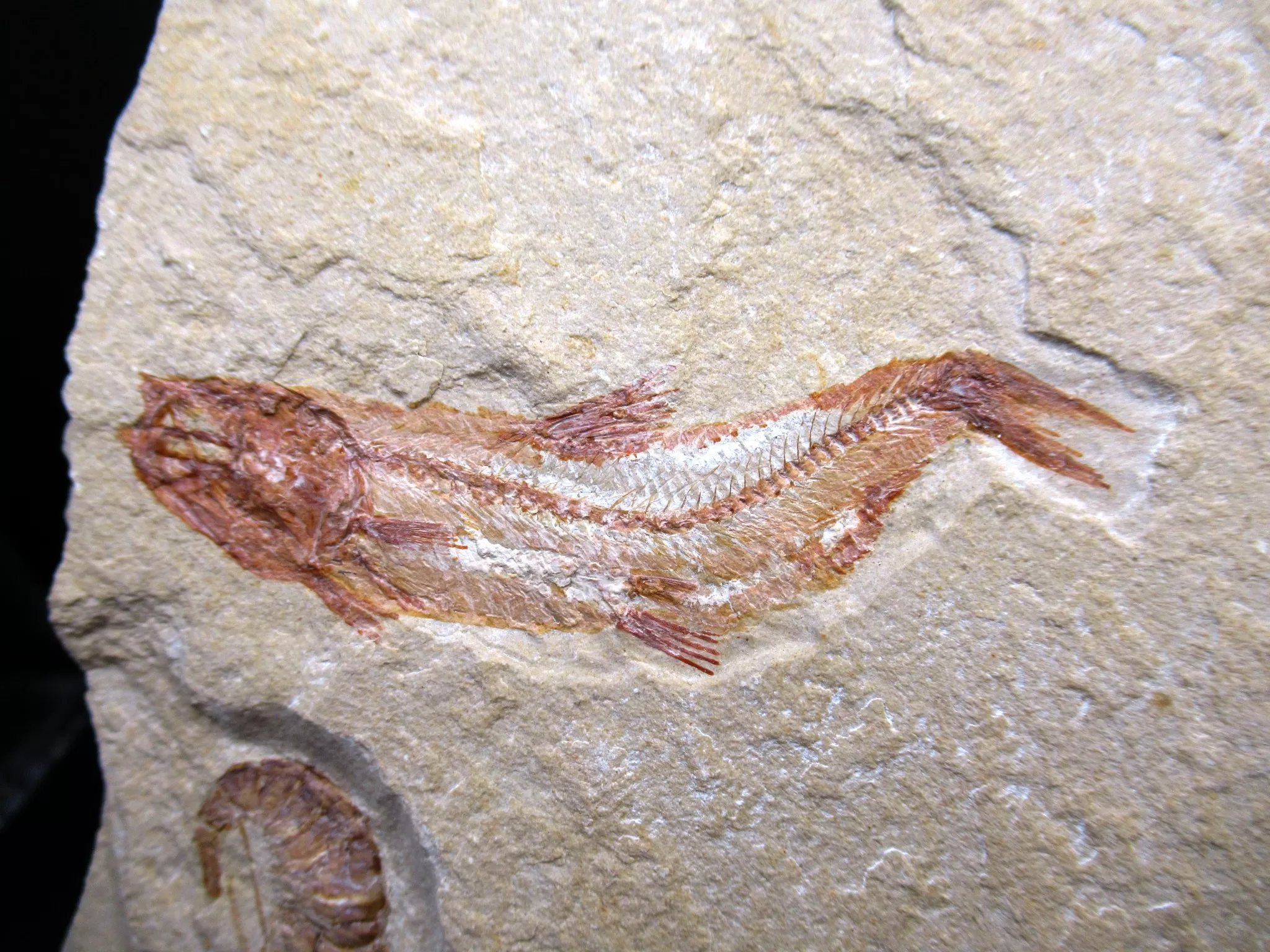 Cretaceous Lebanon Fish For Sale 79 Fossils for Sale