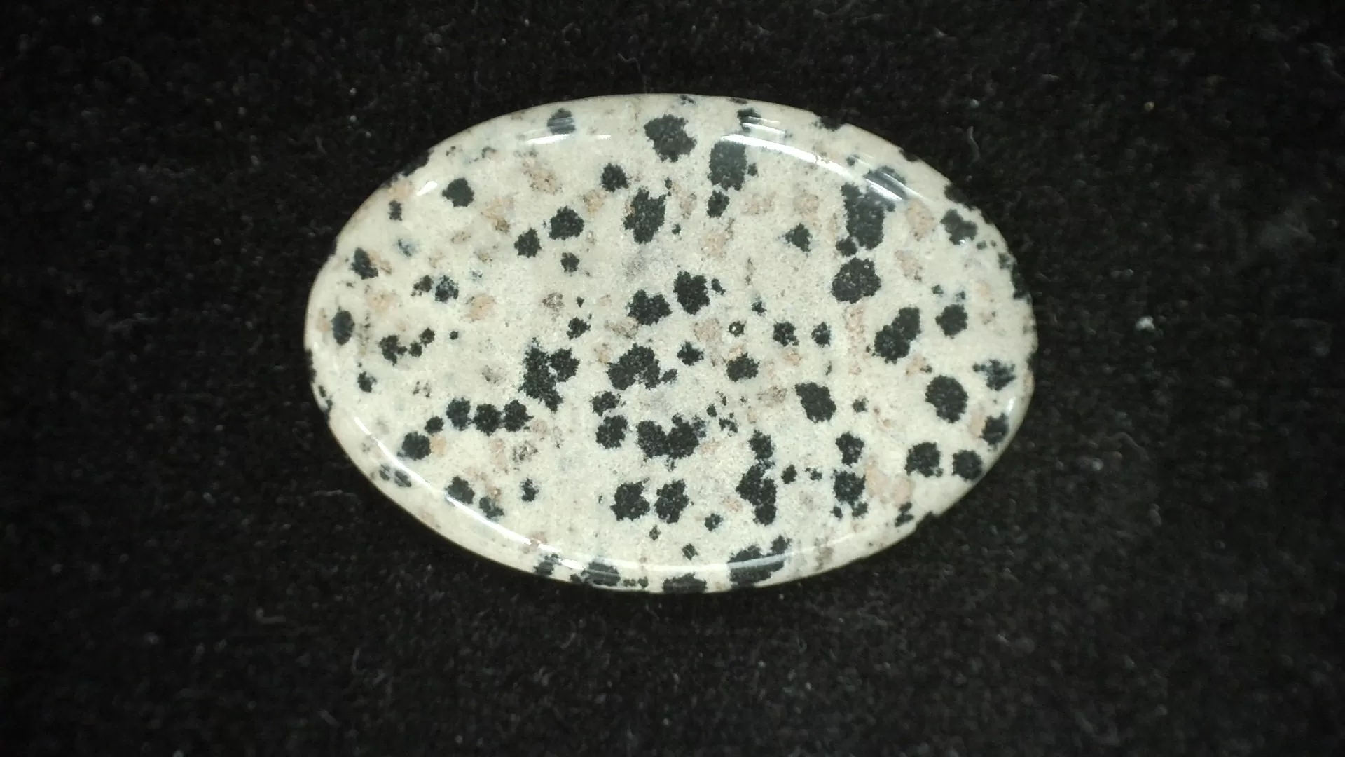 Dalmation Jasper Cabochon 1 | Fossils for Sale Dalmation Jasper Cabochon #1 For Sale