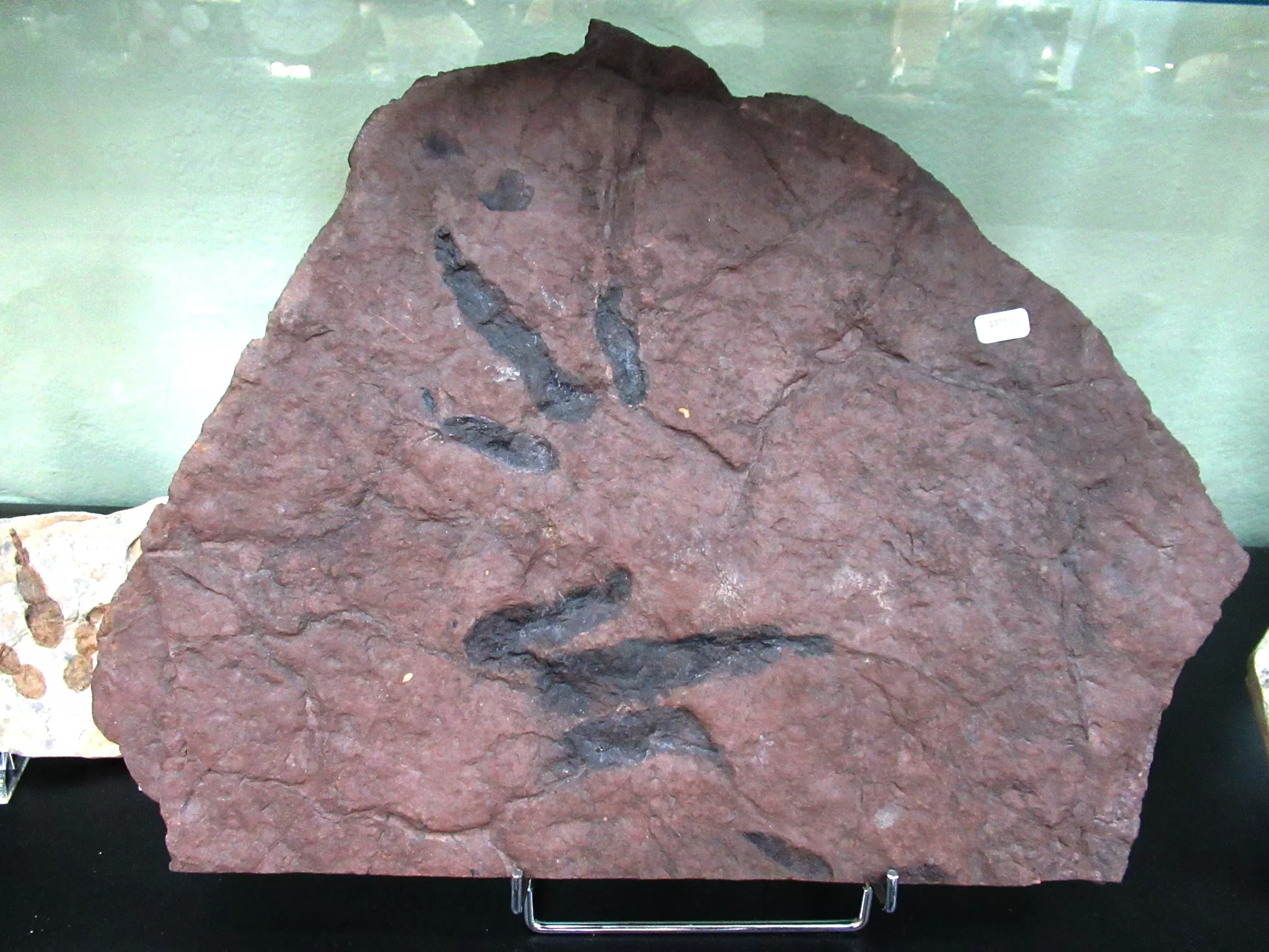 New Jersey Grallator Dinosaur Footprint 2 | Fossils for Sale Genuine Upper Triassic ~ Lower Jurassic Age Grallator Dinosaur Track Fossil for Sale from New Jersey #2