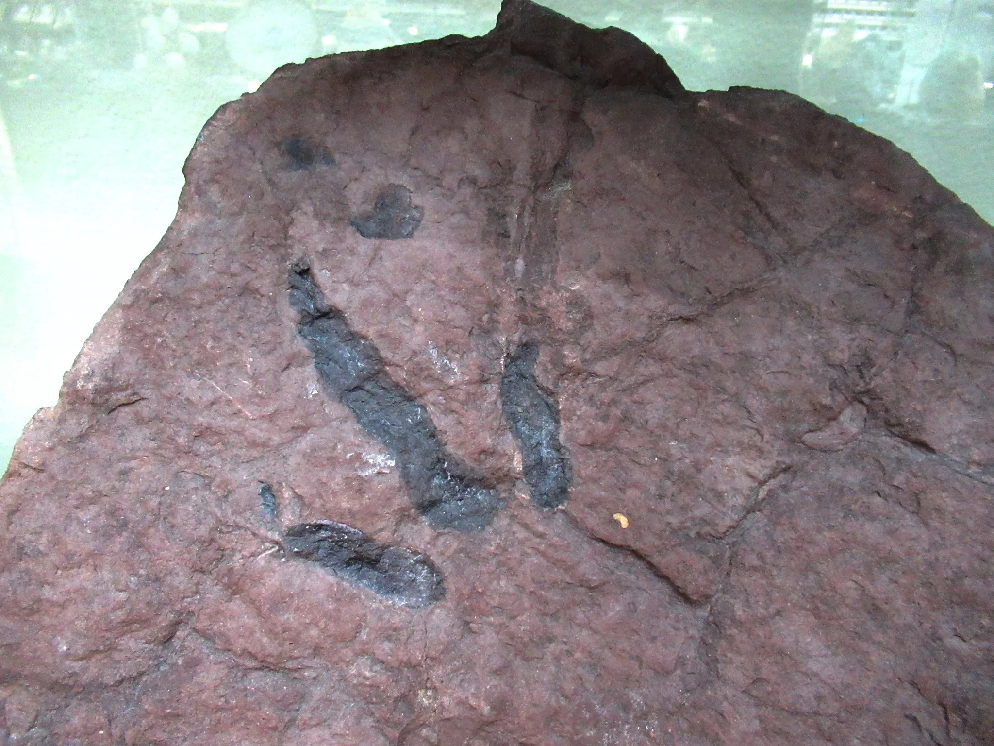New Jersey Grallator Dinosaur Footprint 2a | Fossils for Sale Genuine Upper Triassic ~ Lower Jurassic Age Grallator Dinosaur Track Fossil for Sale from New Jersey #2a