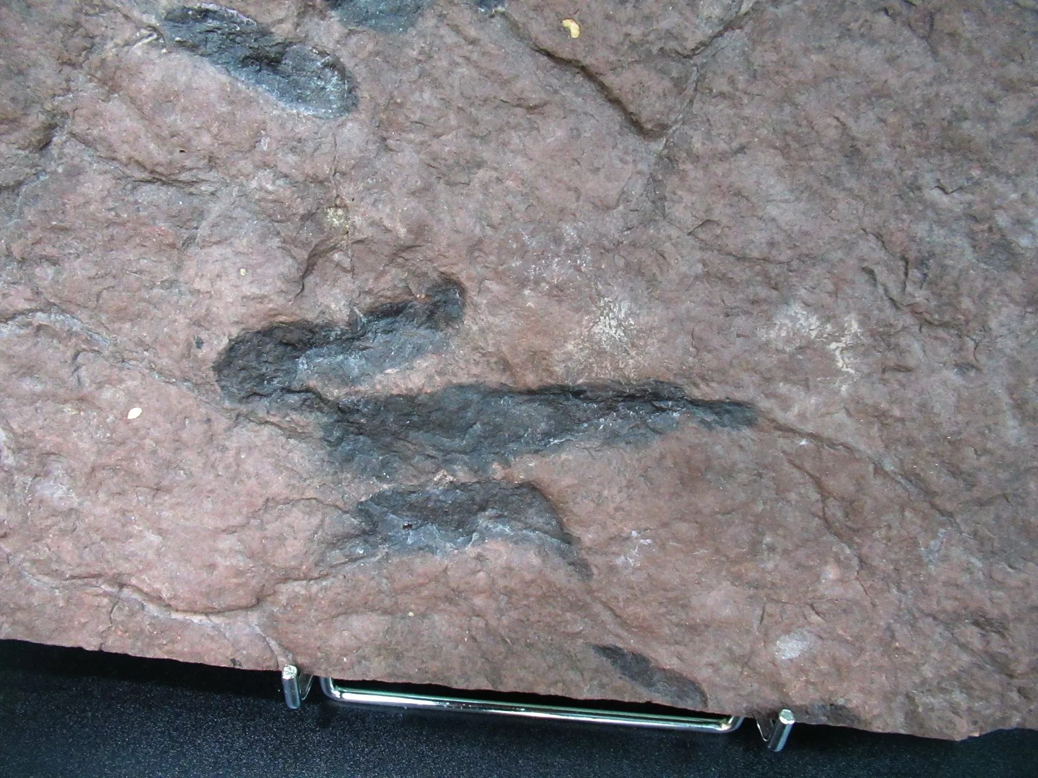 New Jersey Grallator Dinosaur Footprint 2b | Fossils for Sale Genuine Upper Triassic ~ Lower Jurassic Age Grallator Dinosaur Track Fossil for Sale from New Jersey #2b