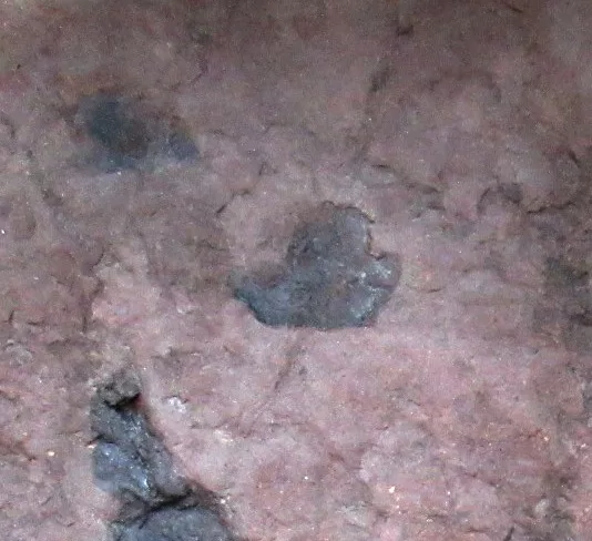 New Jersey Grallator Dinosaur Footprint 2c | Fossils for Sale Genuine Upper Triassic ~ Lower Jurassic Age Grallator Dinosaur Track Fossil for Sale from New Jersey #2c