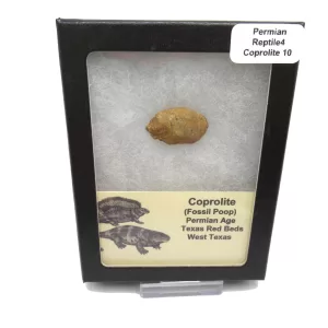 Genuine Permian Age Reptile Coprolite Fossil for Sale from Texas #10b