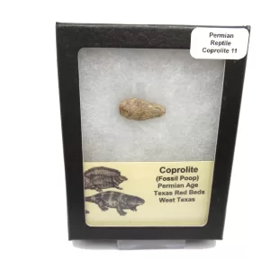 Genuine Permian Age Reptile Coprolite Fossil for Sale from Texas #11b