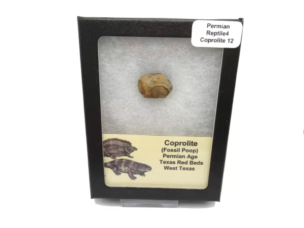 Genuine Permian Age Reptile Coprolite Fossil for Sale from Texas #12b