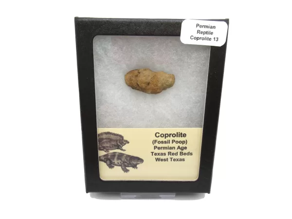 Genuine Permian Age Reptile Coprolite Fossil for Sale from Texas #13b