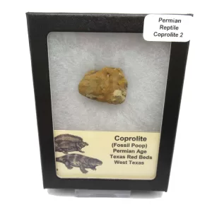 Genuine Permian Age Reptile Coprolite Fossil for Sale from Texas #2b