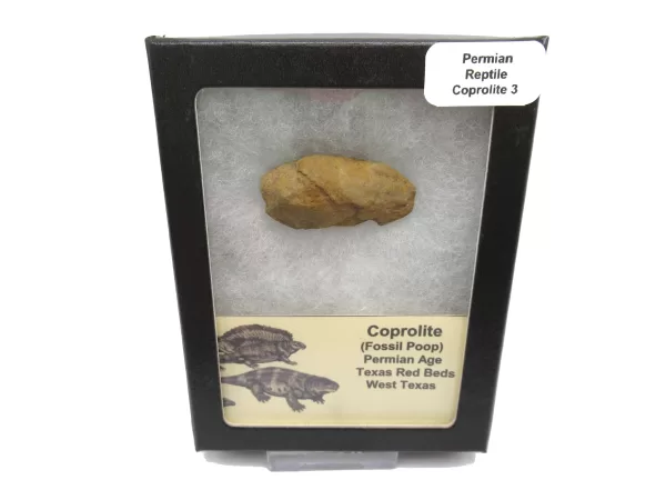 Genuine Permian Age Reptile Coprolite Fossil for Sale from Texas #3b