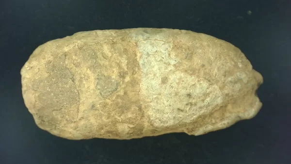 Genuine Permian Age Reptile Coprolite Fossil for Sale from Texas #5a